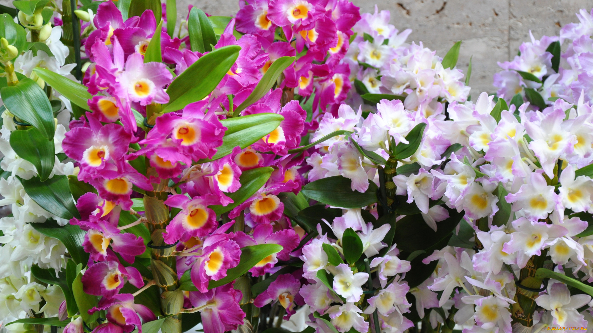 цветы, орхидеи, красные, розовые