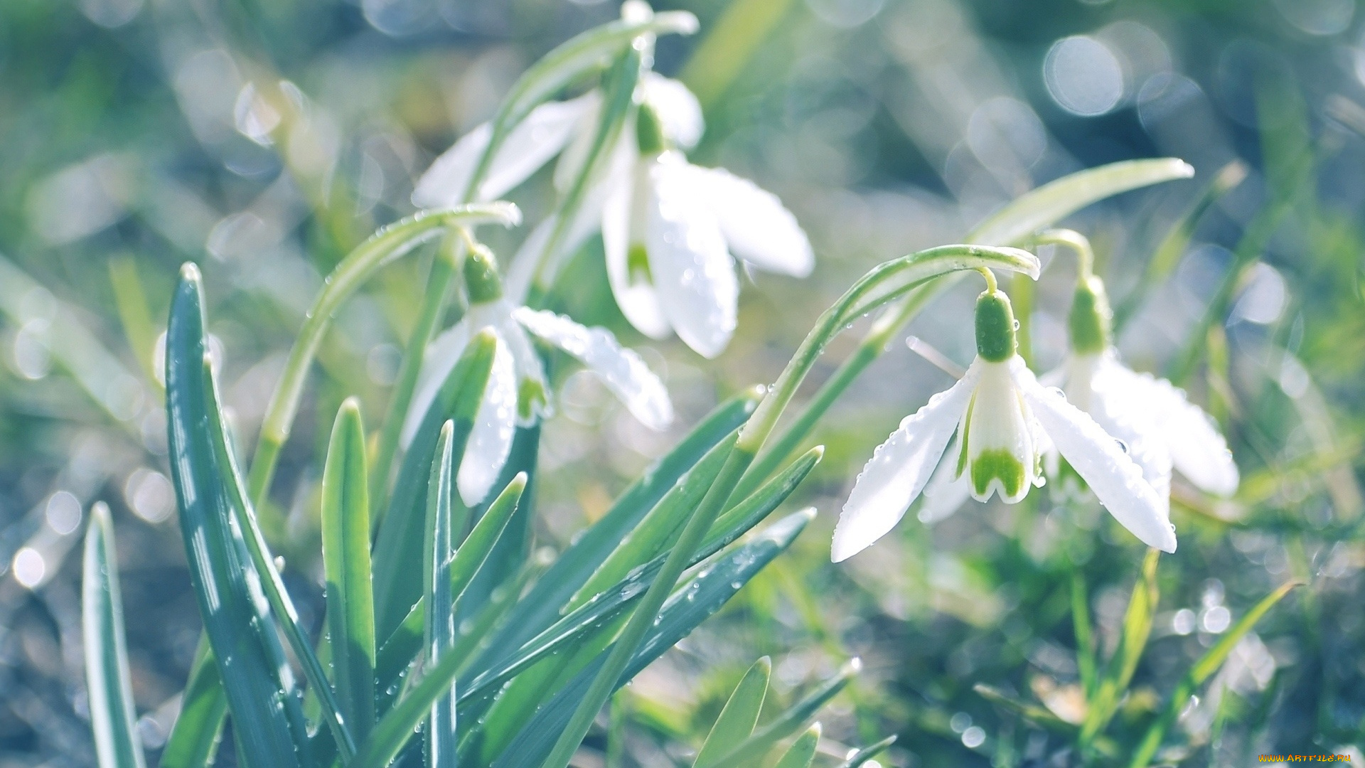цветы, подснежники, , белоцветник, первоцвет, трава, белые, зелень