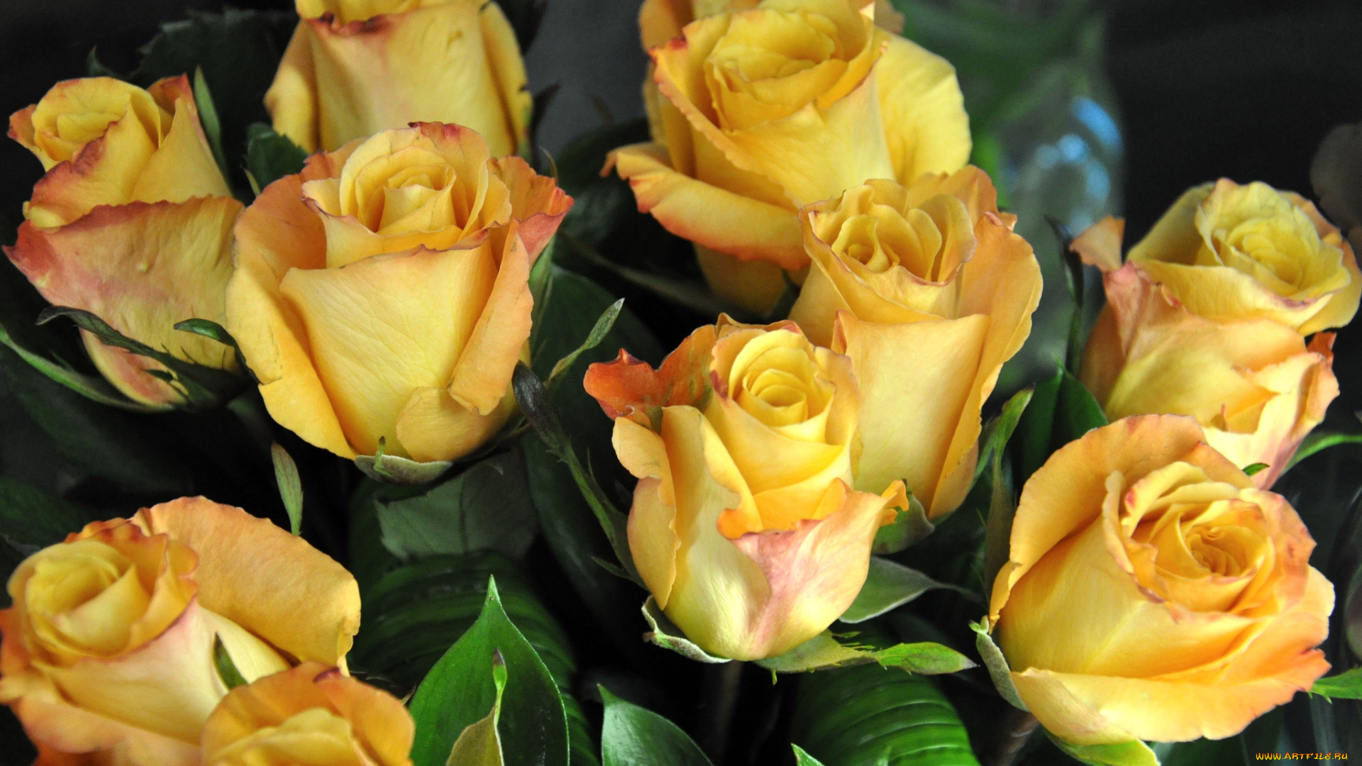 цветы, розы, букет