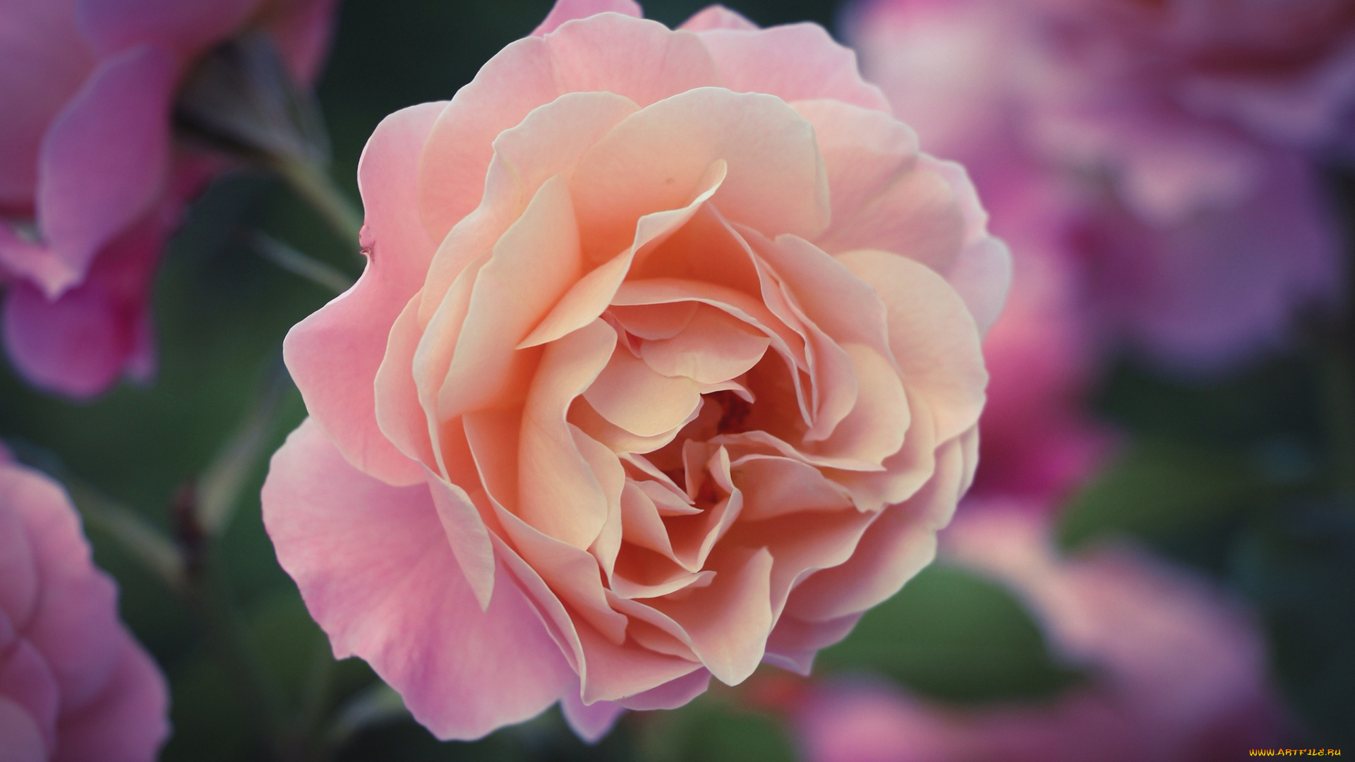 цветы, розы, красивый