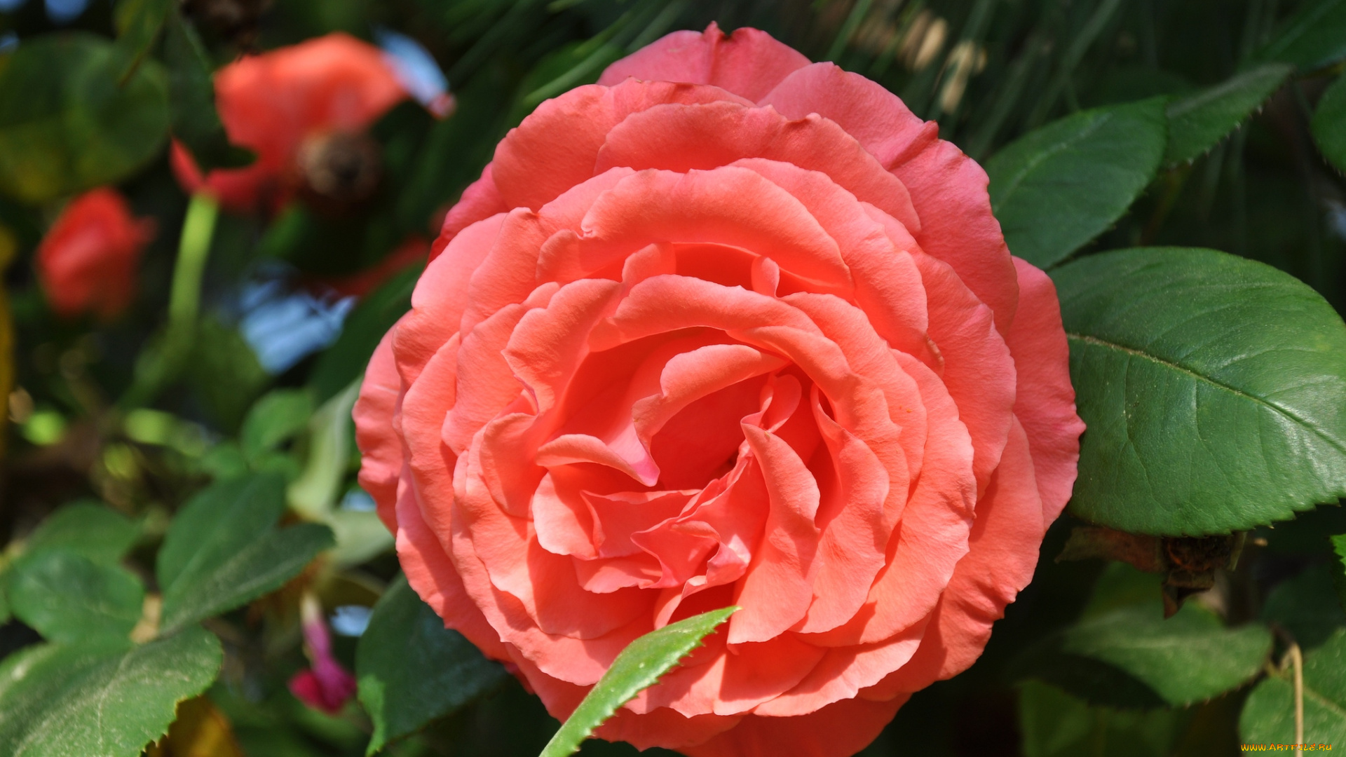 цветы, розы, круглый