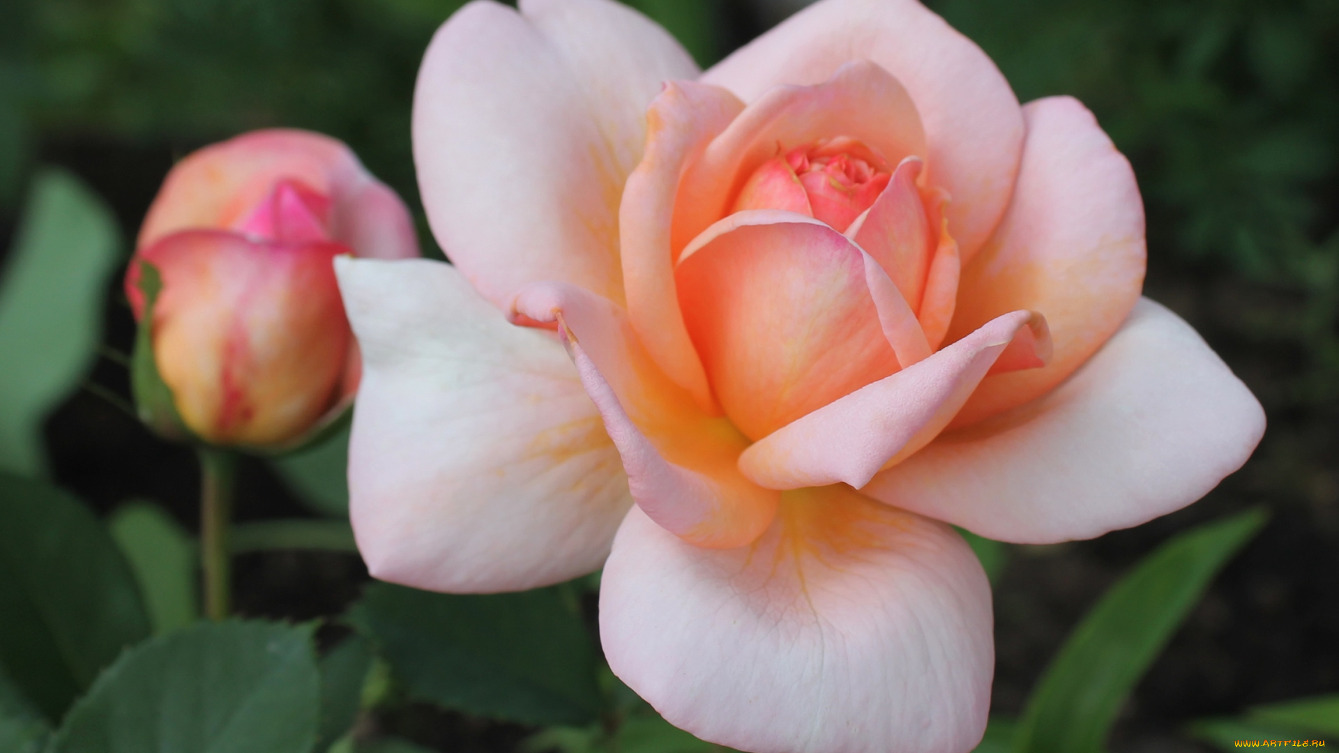 цветы, розы, макро