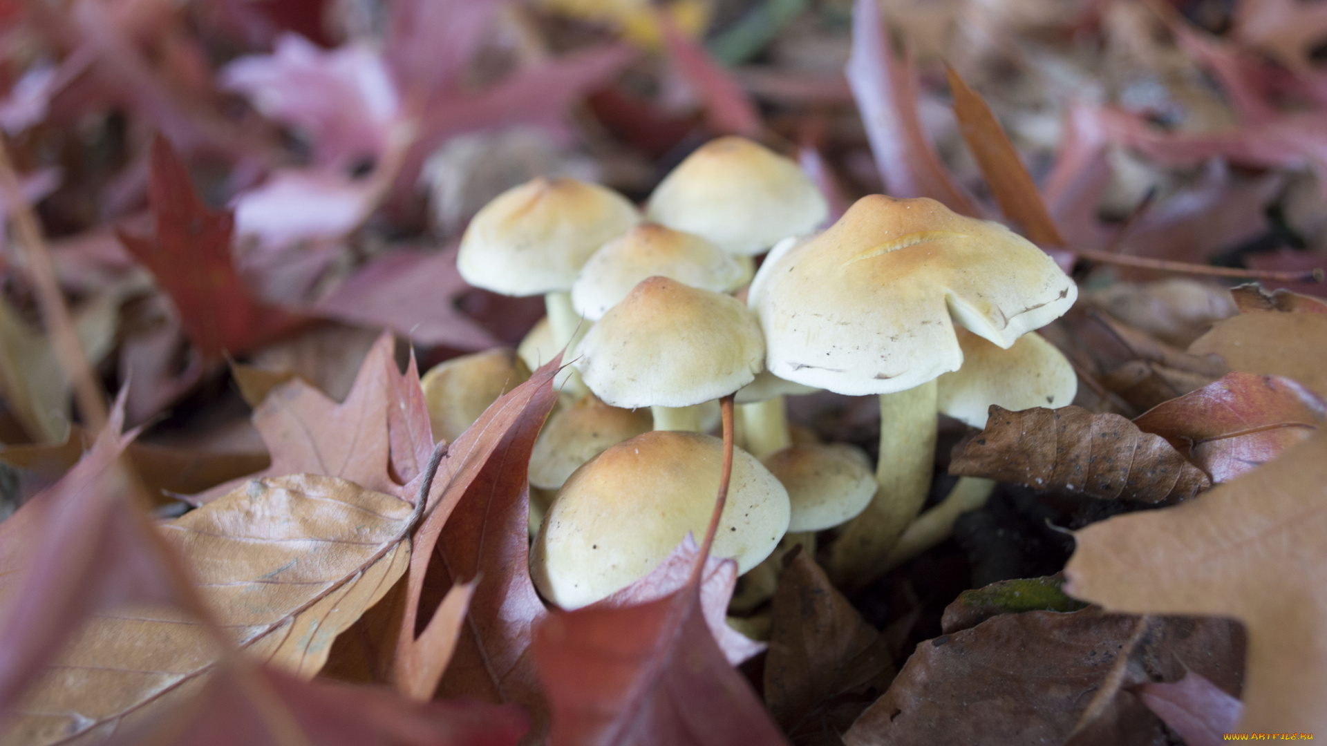 природа, грибы, осень, листья