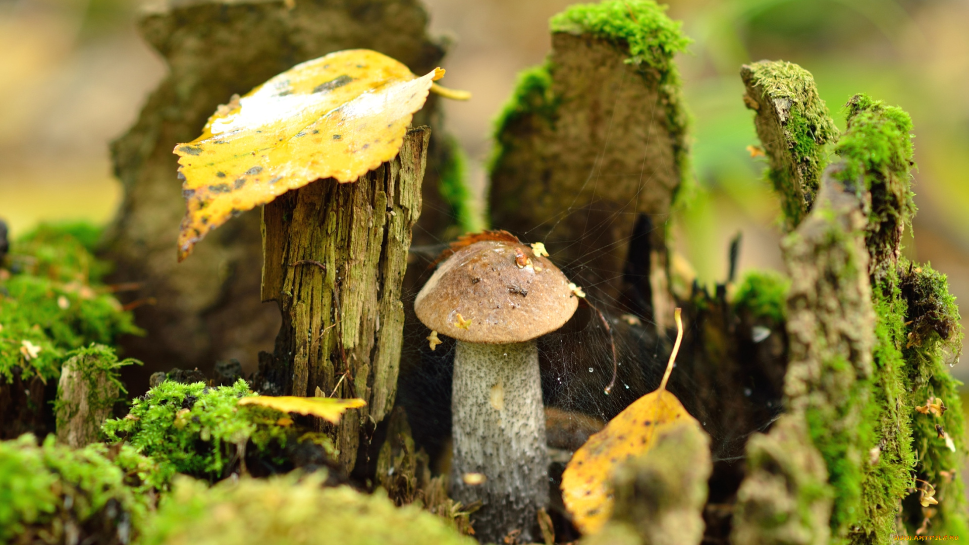 природа, грибы, пень, паутина