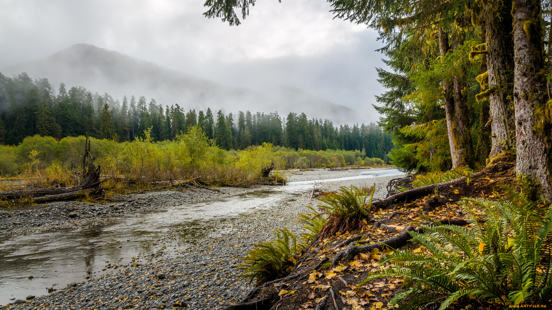 природа, реки, озера, кустарник, лес, река, папоротники