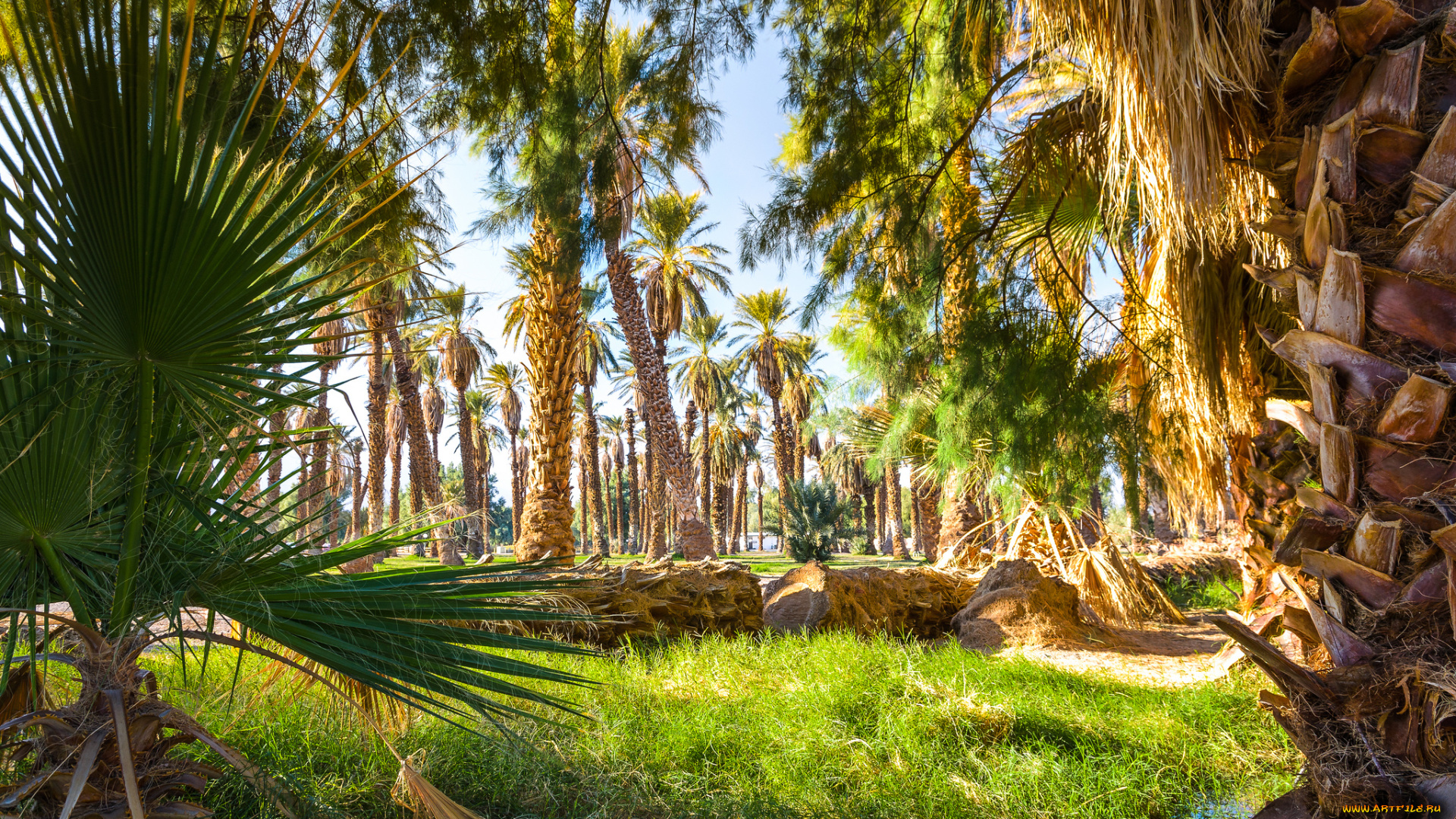 природа, тропики, пальмы, поляна, трава