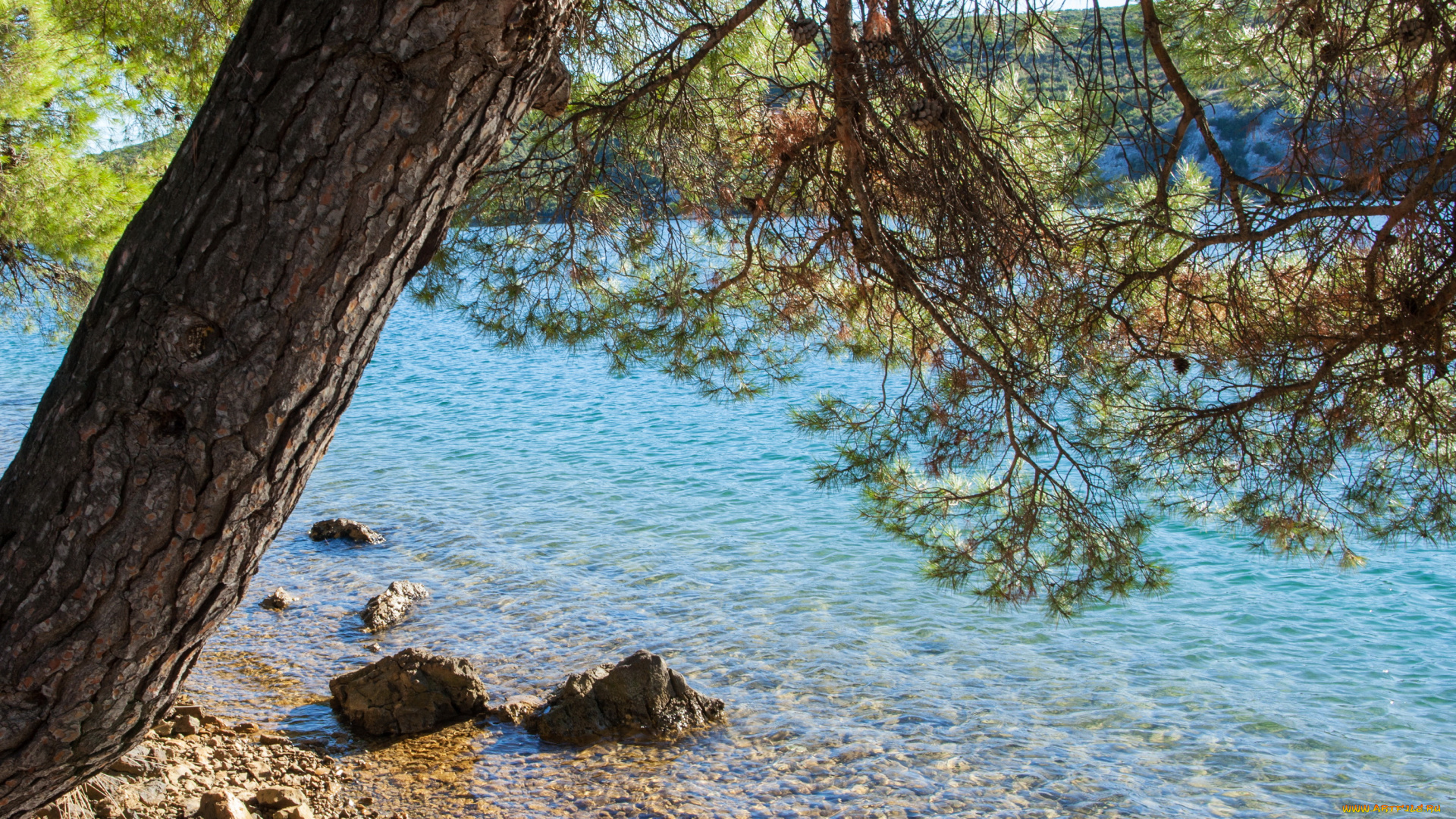 sibenik, , croatia, природа, реки, озера, хорватия, дерево, sibenik, croatia, река