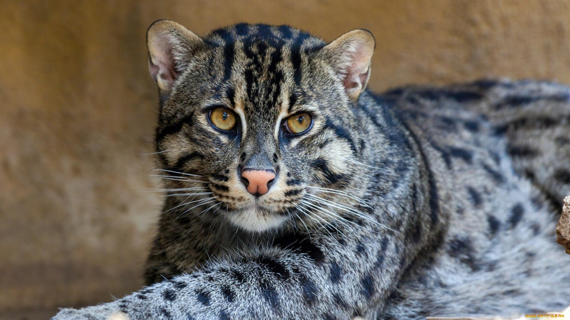 животные, дикие, кошки, морда, кошка-рыболов