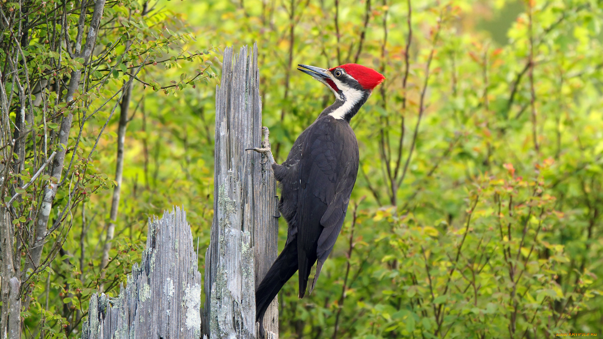 животные, дятлы, птица, дятел