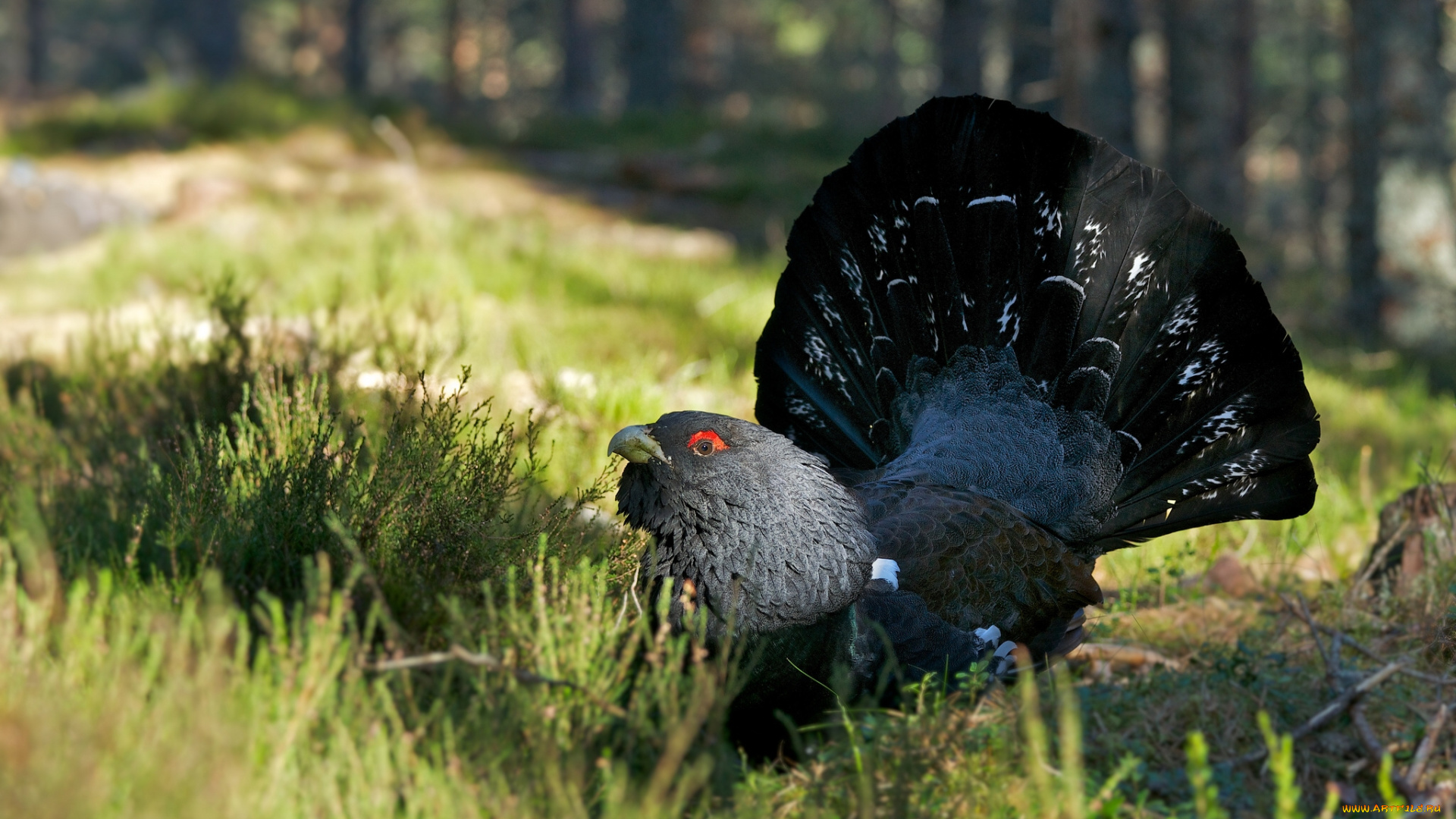 животные, глухари, , тетерева, , фазаны, глухарь, поляна, птица