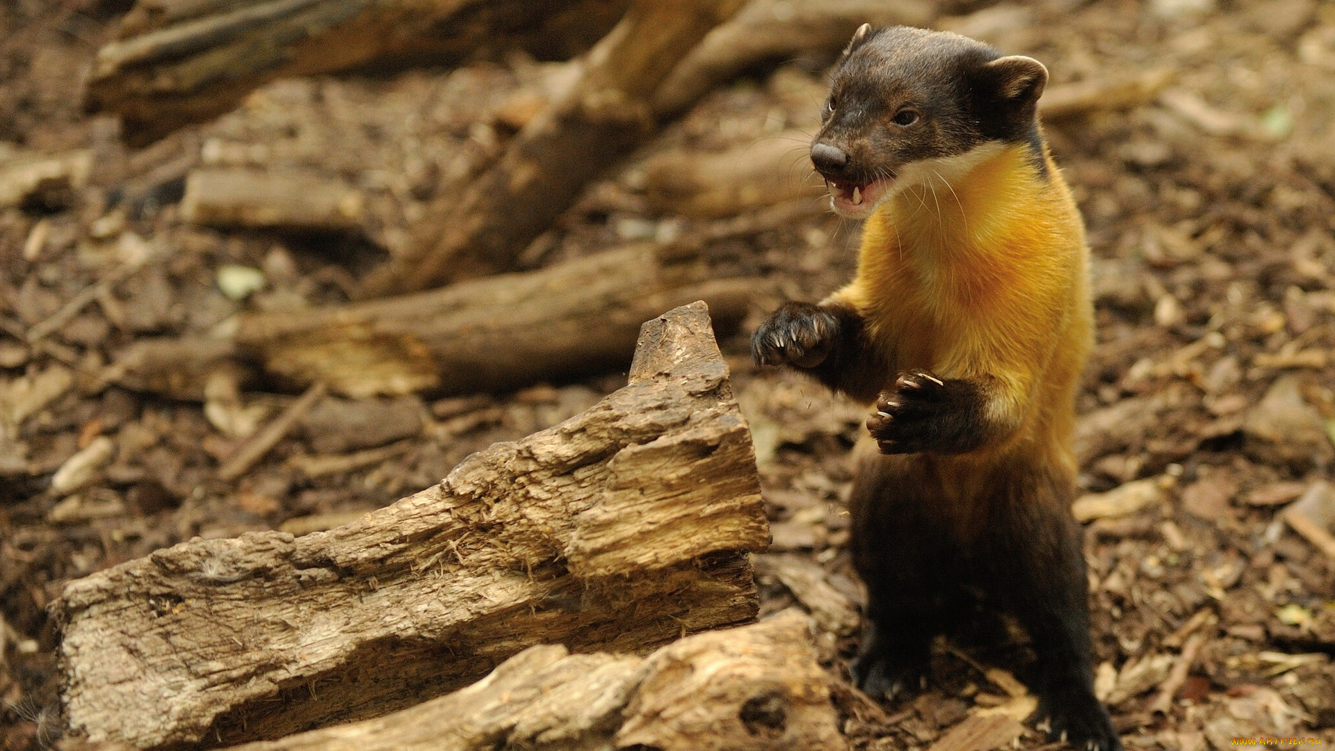 животные, хорьки, , ласки, , соболи, , горностаи, , куницы, уссурийская, куница, желтогрудая, харза, злюка