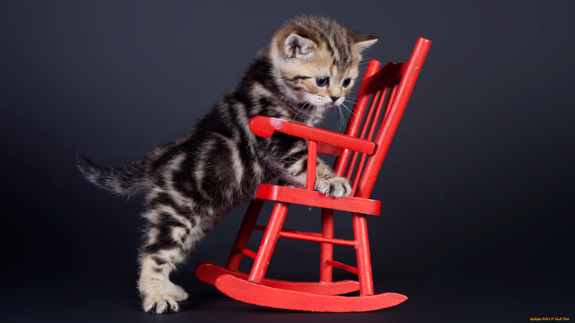 животные, коты, котенок