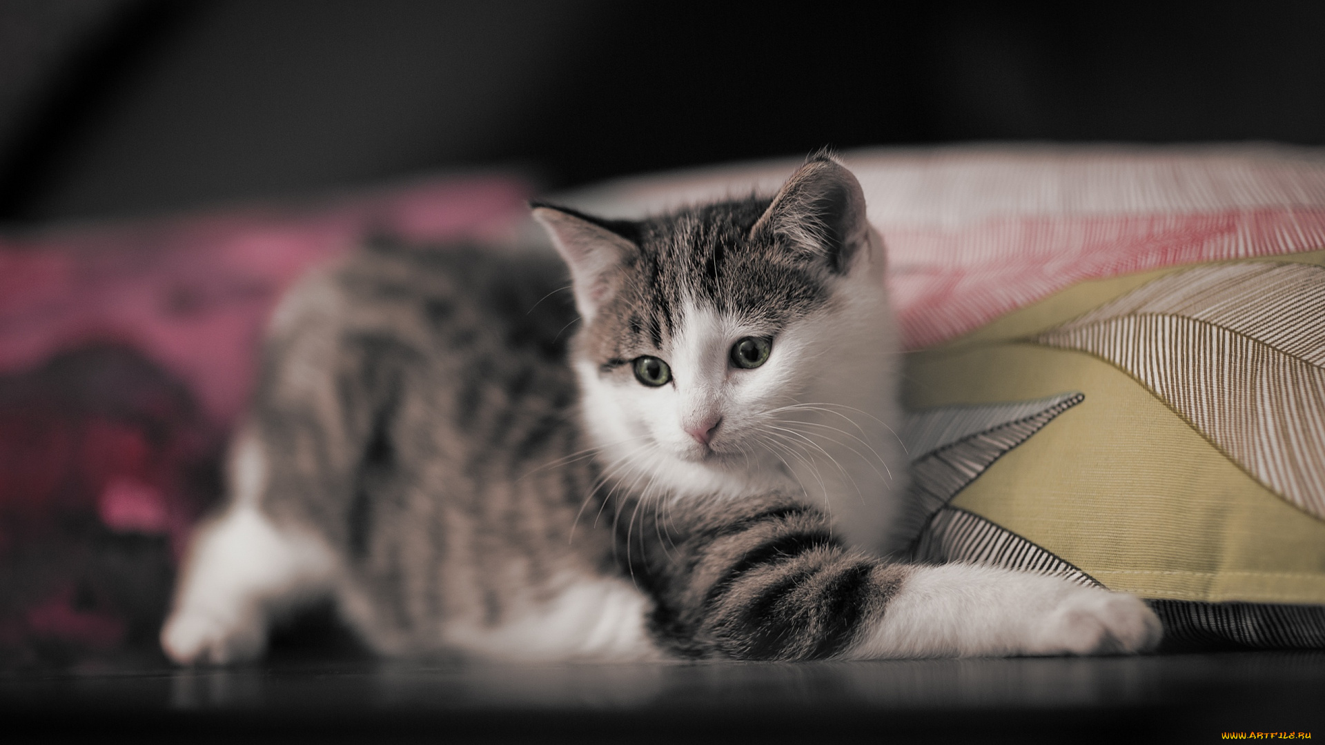 животные, коты, котенок, малыш, мордочка