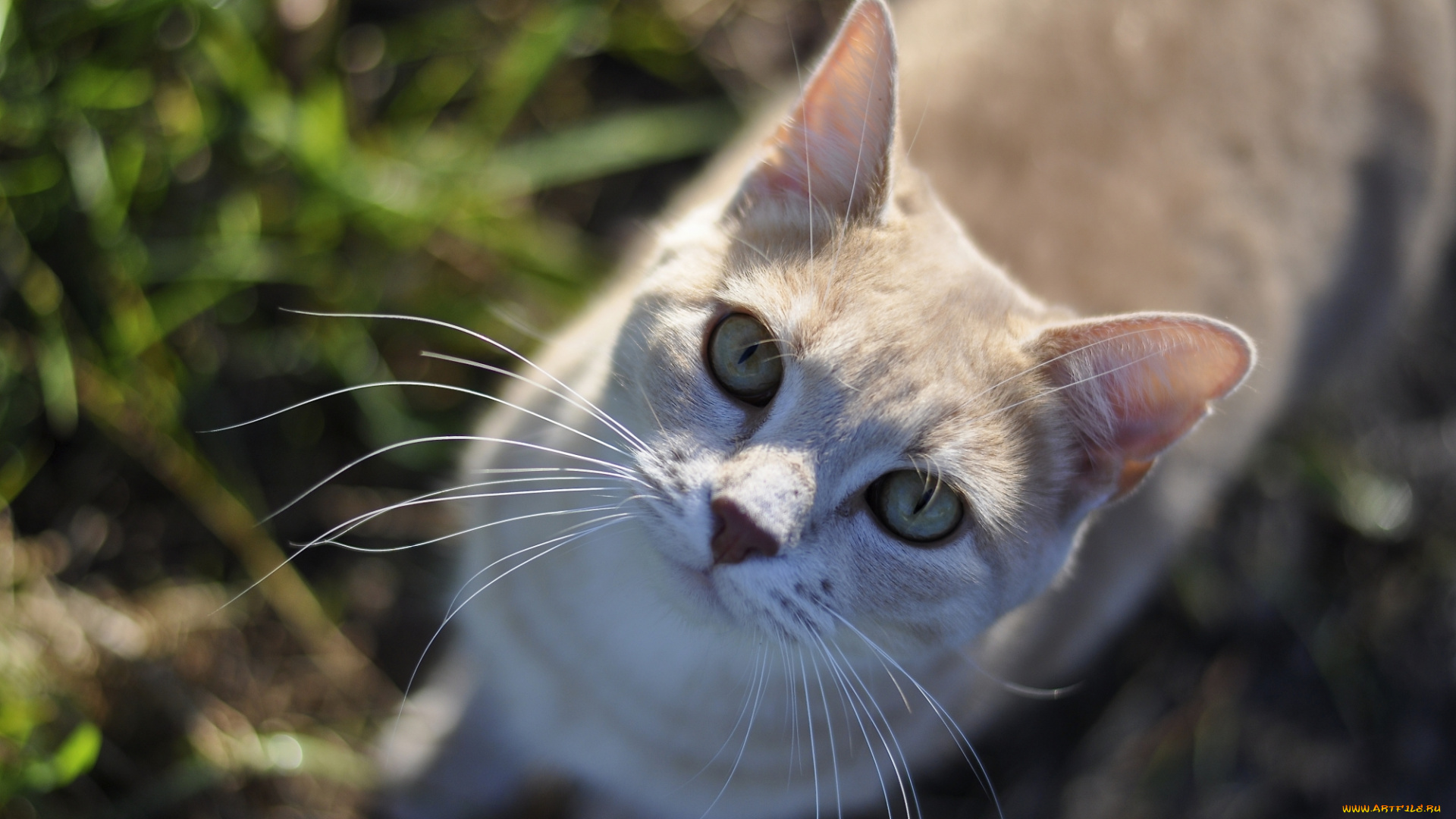 животные, коты, рыжулька, киса