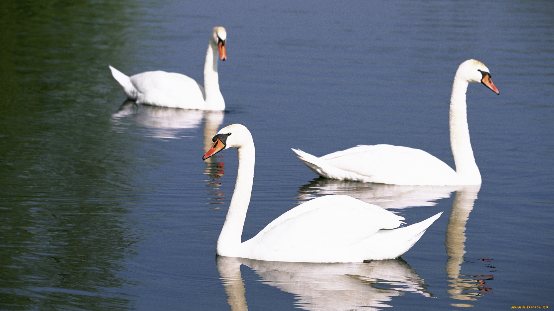 животные, лебеди