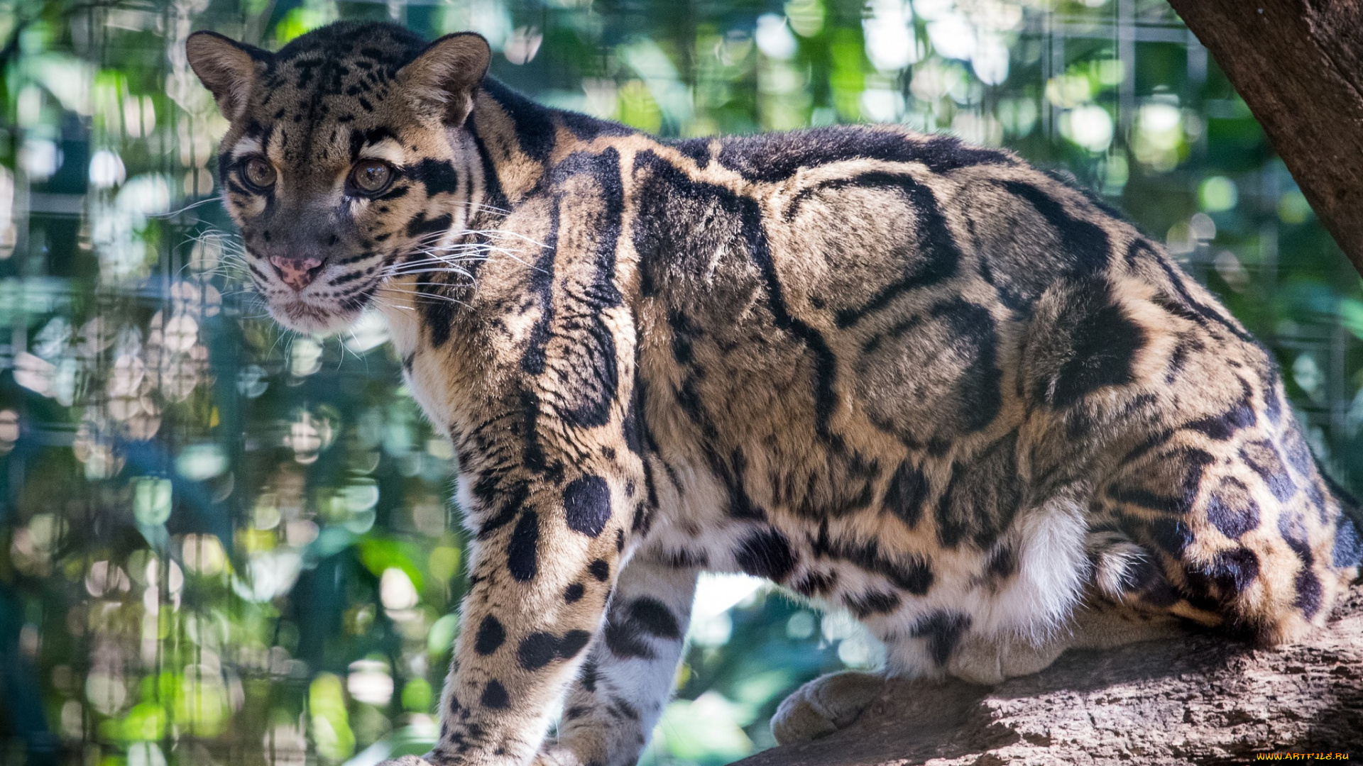 животные, леопарды, дымчатый, леопард, бревно, свет