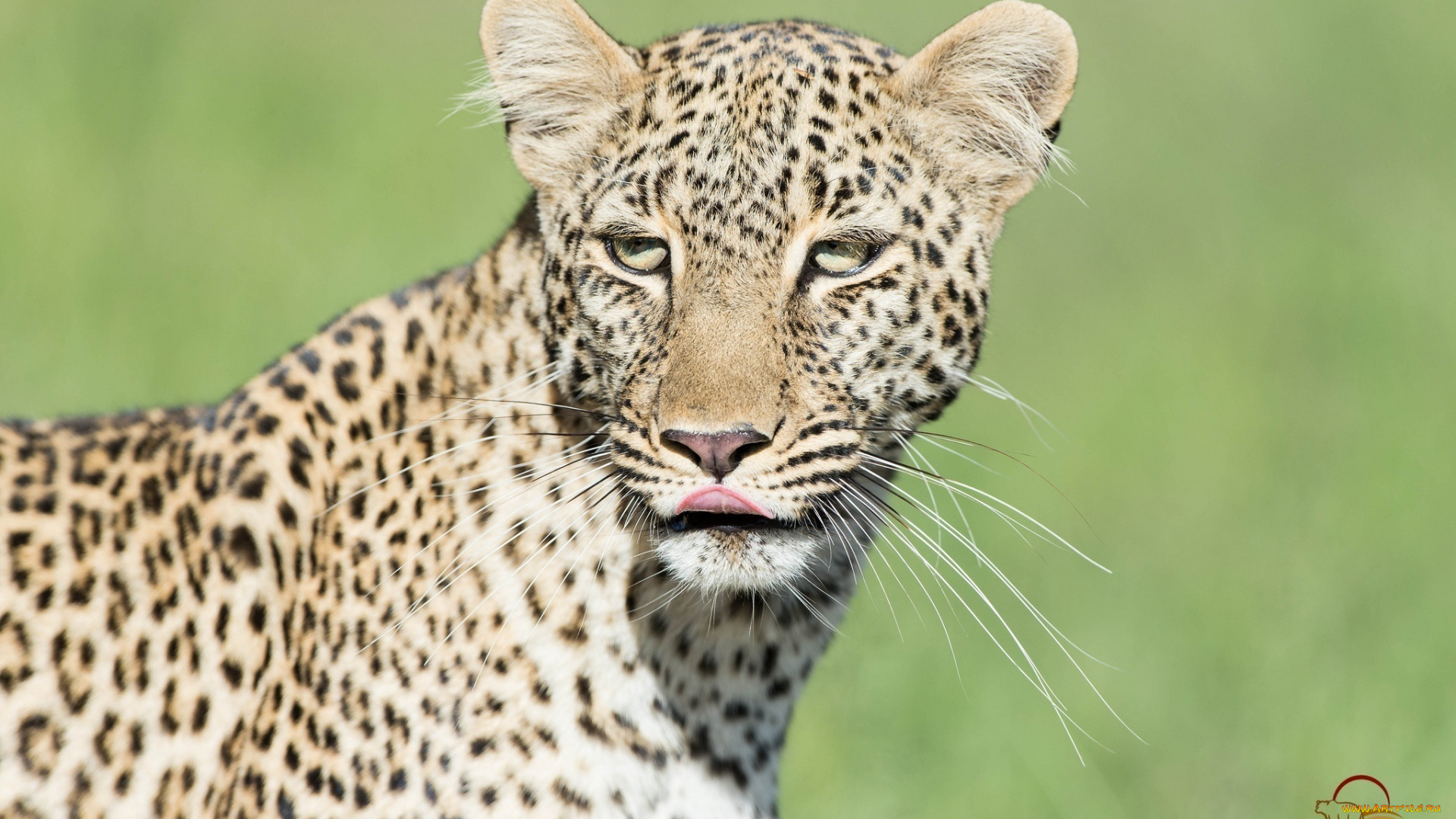животные, леопарды, морда, леопард, облизывается