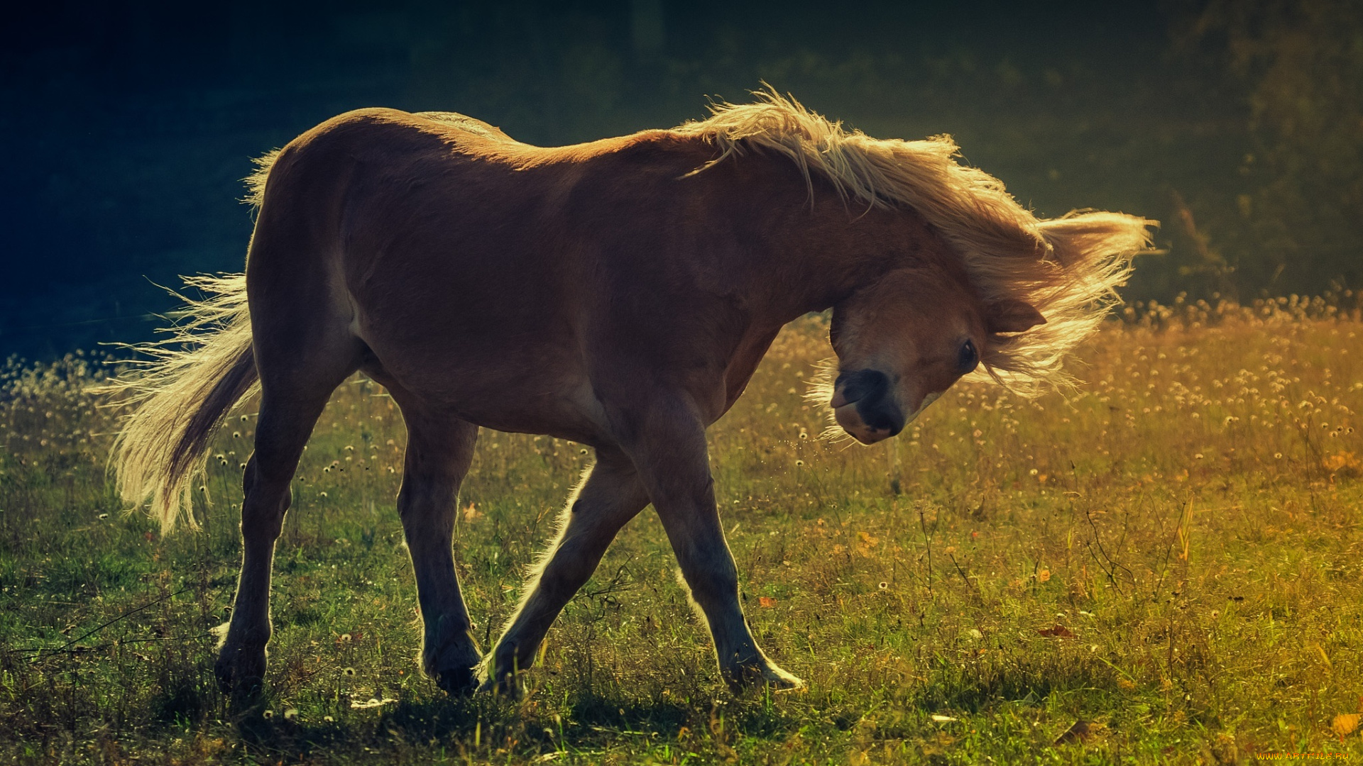 животные, лошади, конь, пастбище, грива