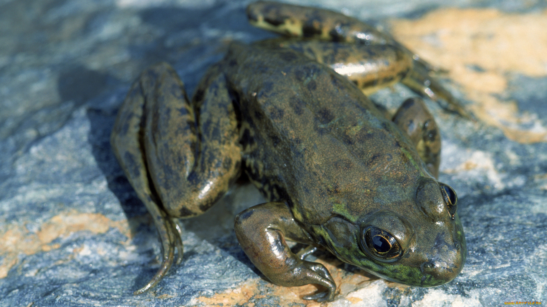 животные, лягушки, лягушка