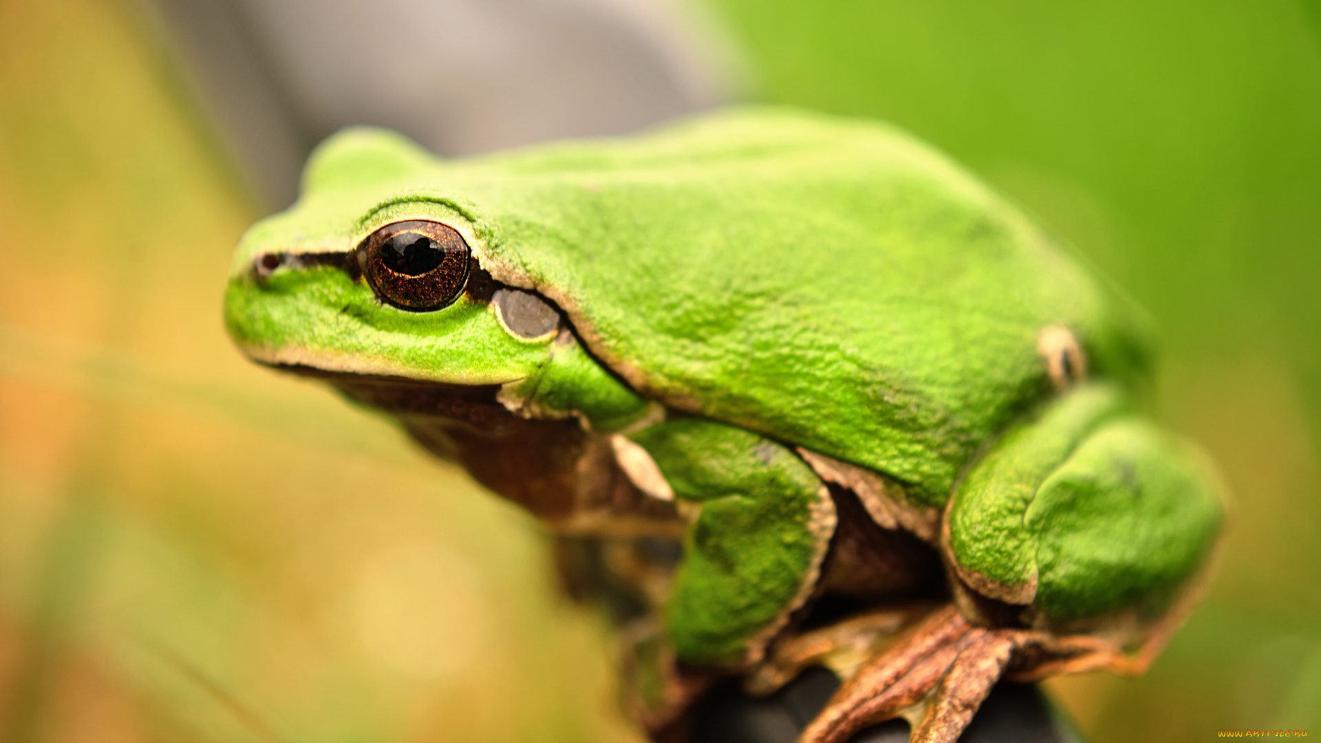 животные, лягушки, земноводные