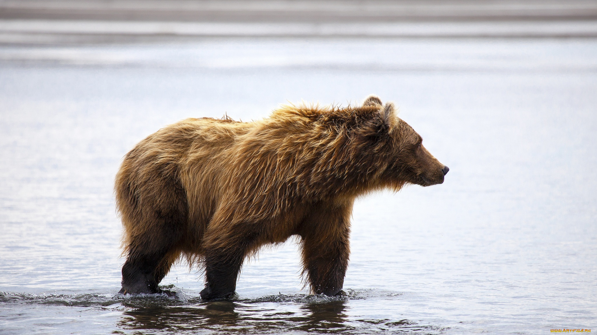 животные, медведи, берег, вода, бурый, медведь