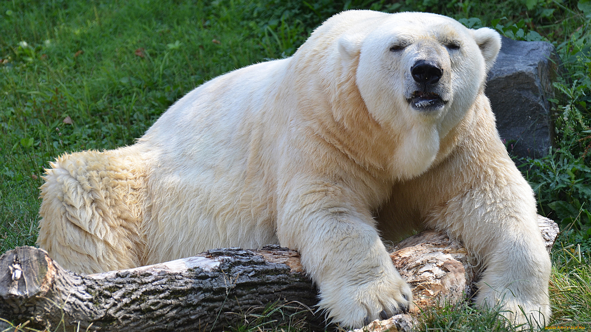животные, медведи, медведь, белый