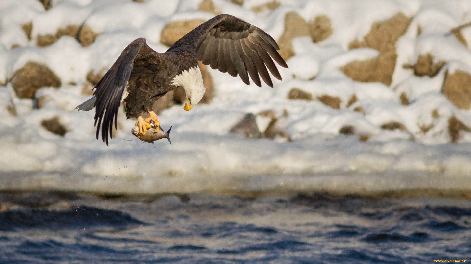 животные, птицы, -, хищники, белоголовый, орлан, хищник, рыба, добыча, рыбалка, полет