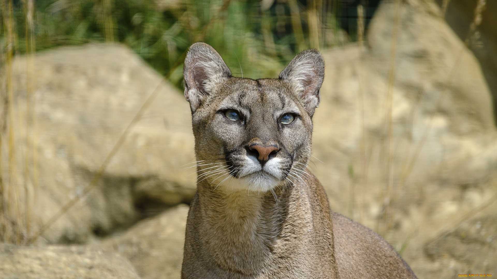 животные, пумы, взгляд, вверх, морда, кугуар