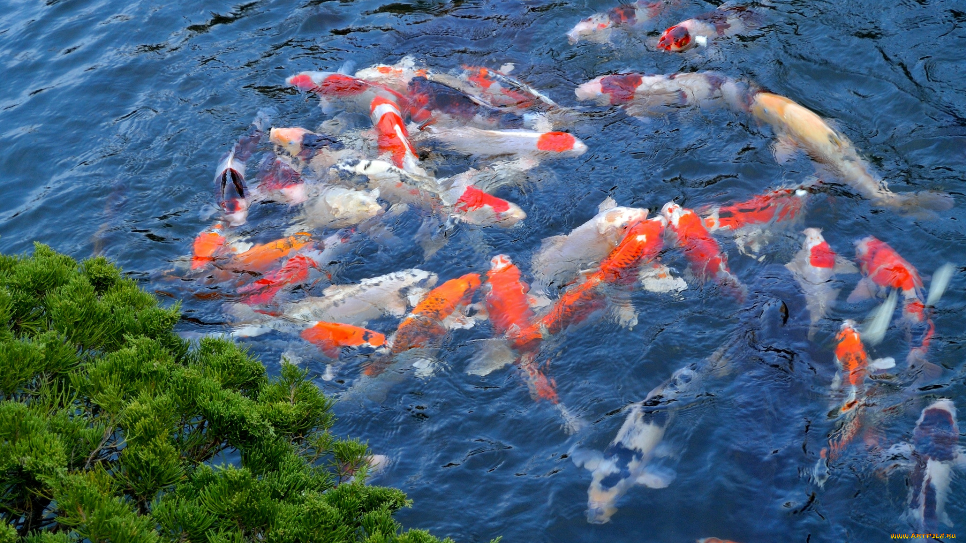 животные, рыбы, кои, японский, карп