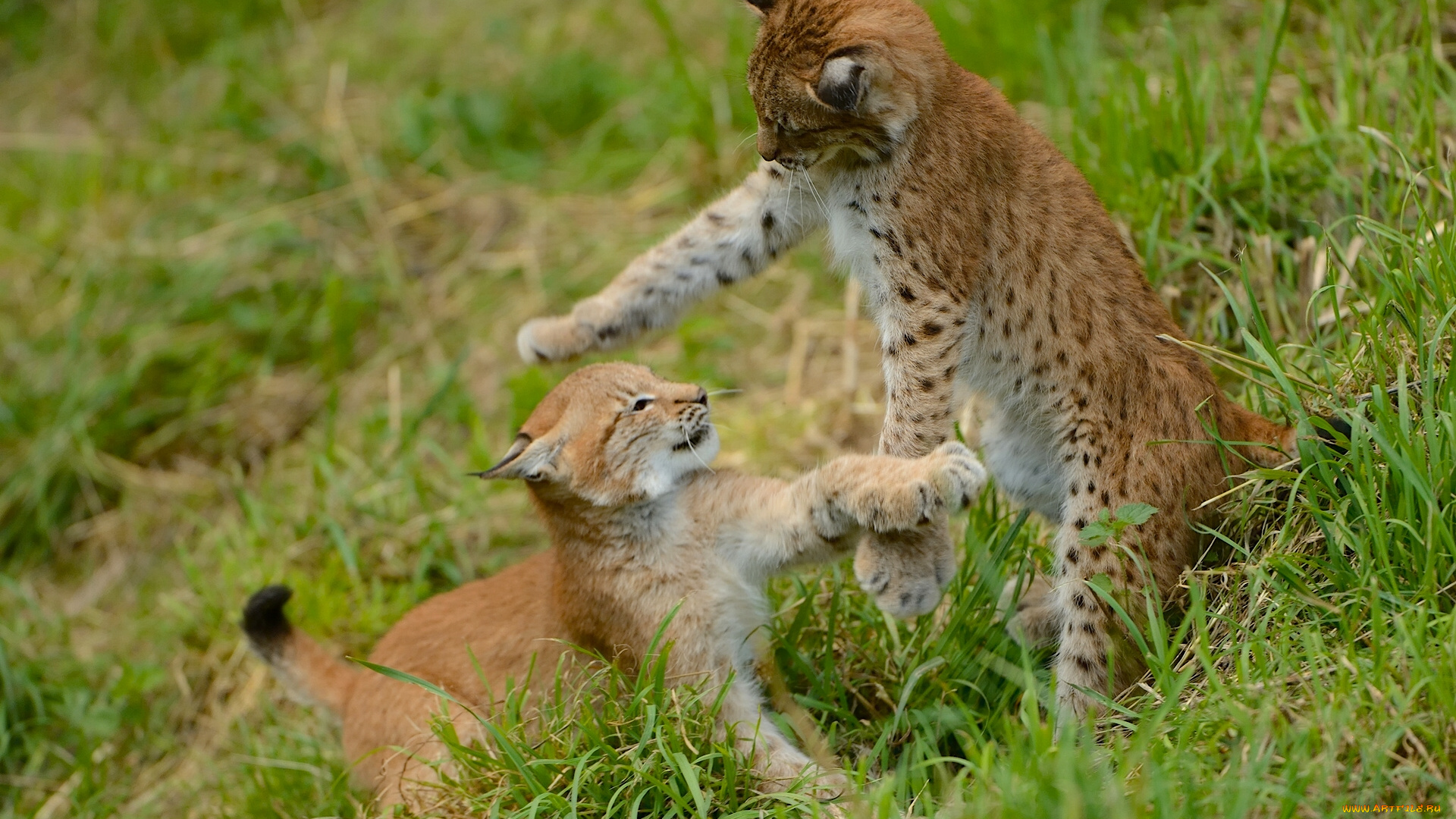 животные, рыси, котята, рысята, игра