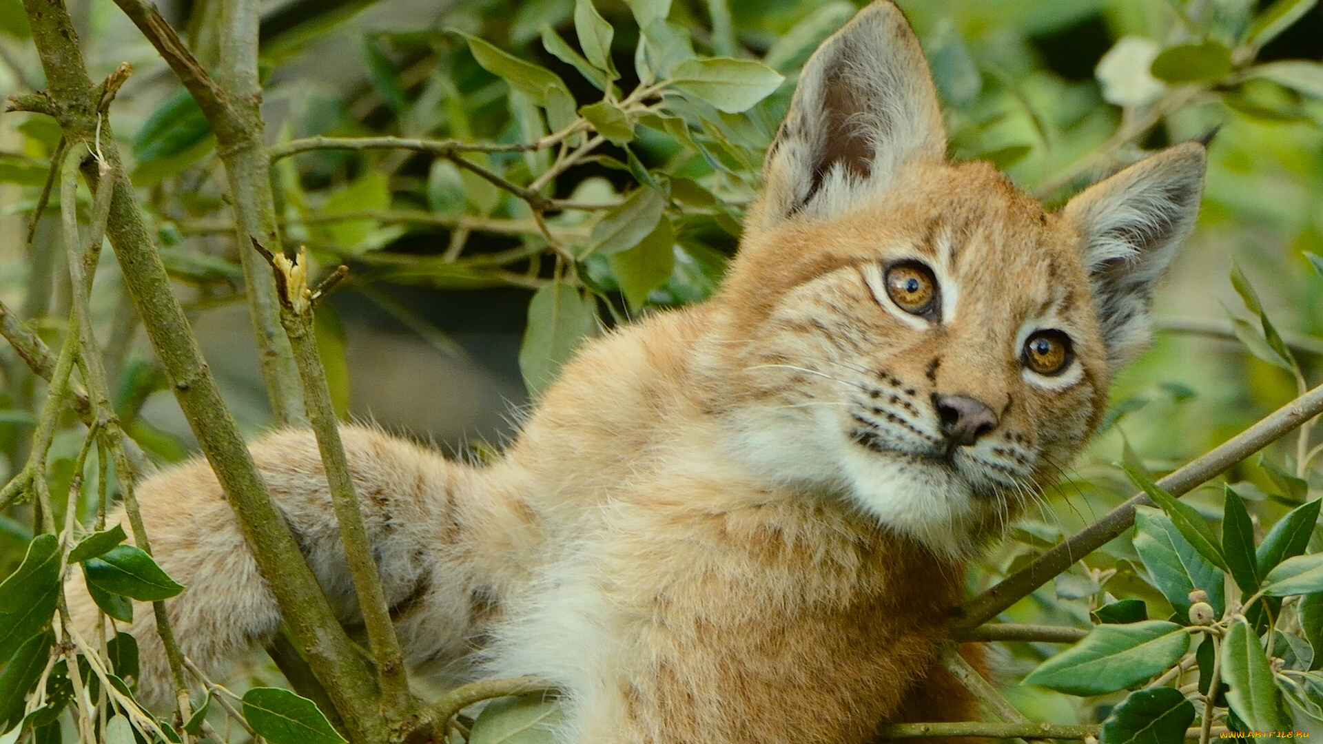 животные, рыси, рысь, листья, ветки, на, дереве, детёныш, котёнок, рысёнок