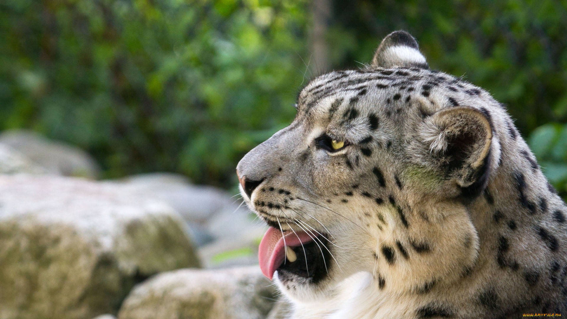 животные, снежный, барс, , ирбис, барс, морда, язык