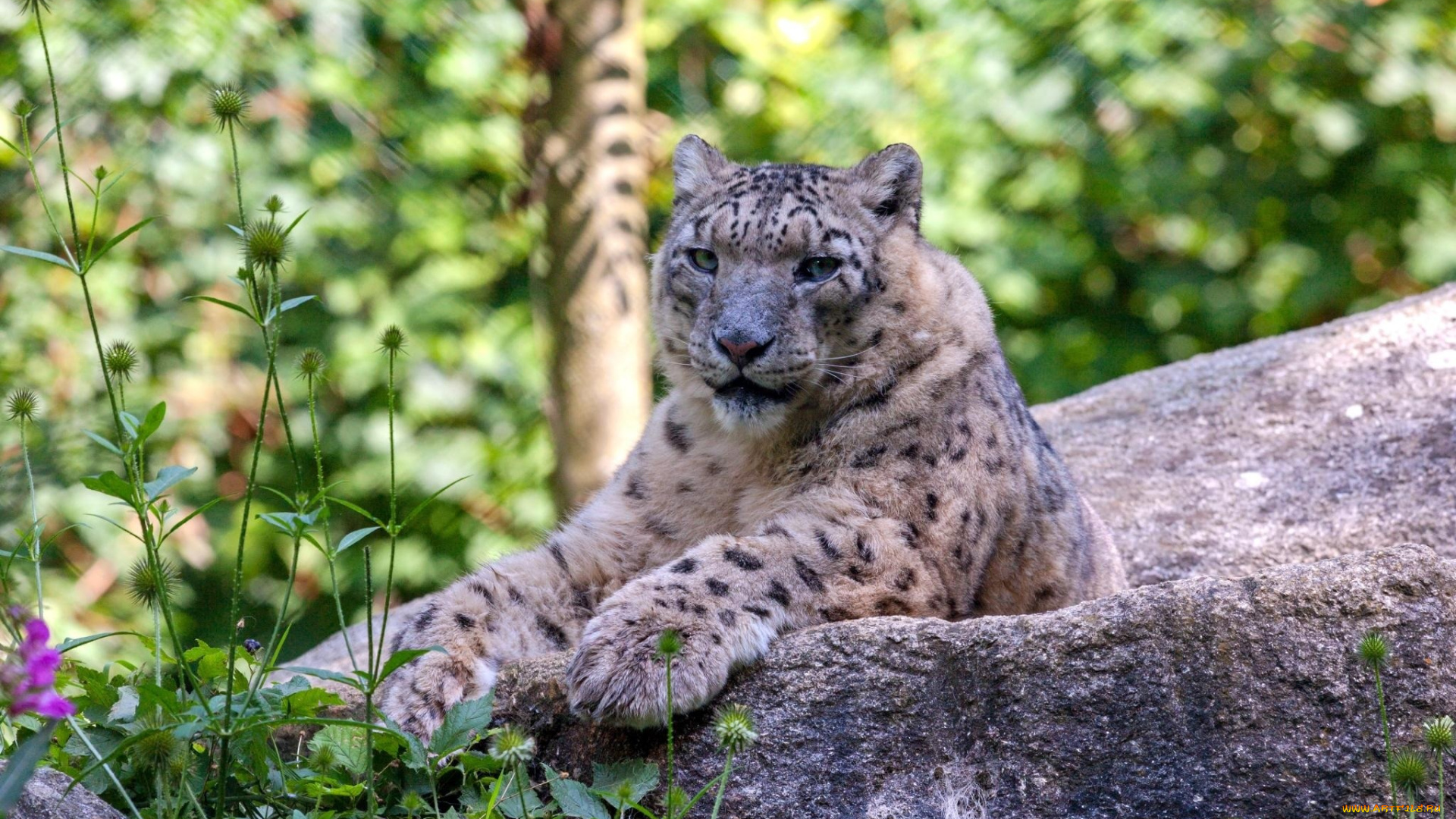 животные, снежный, барс, , ирбис, отдых, лежит, камень, барс