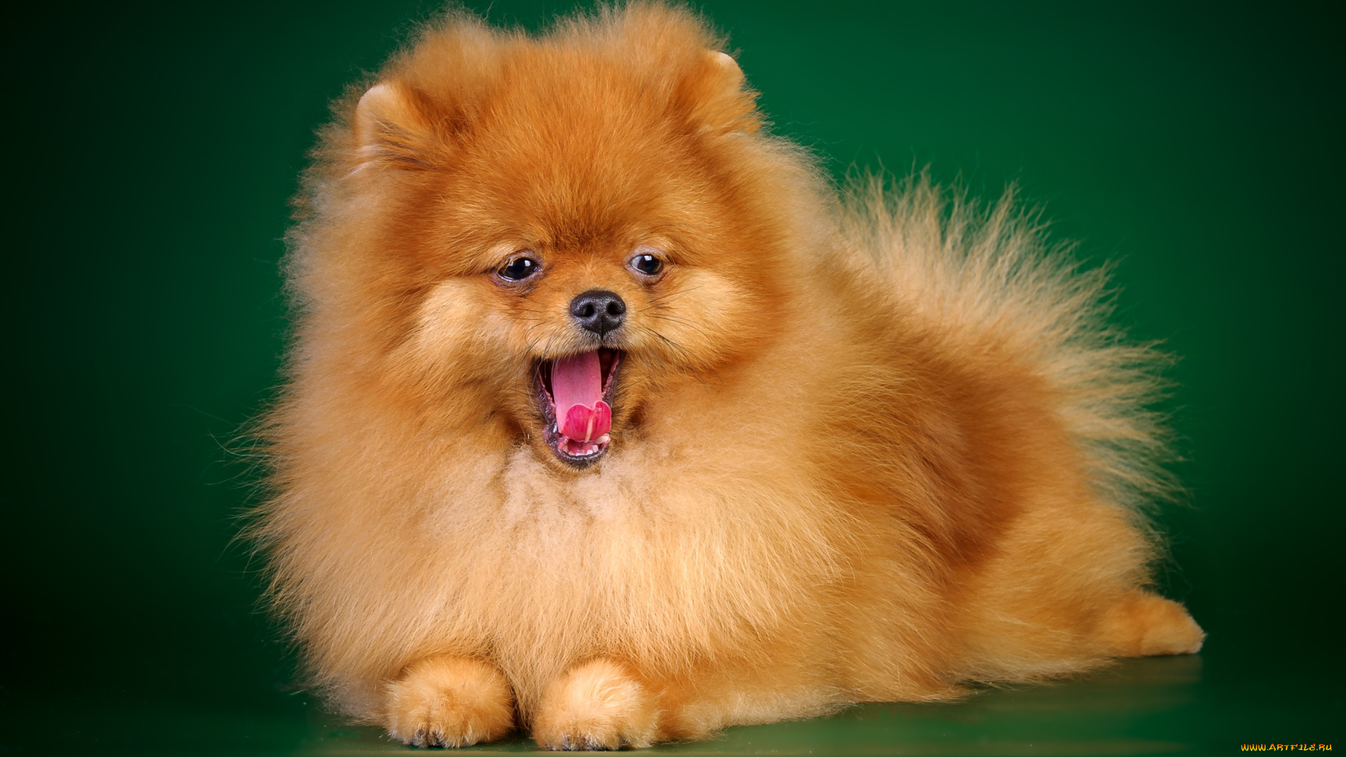 животные, собаки, шпиц