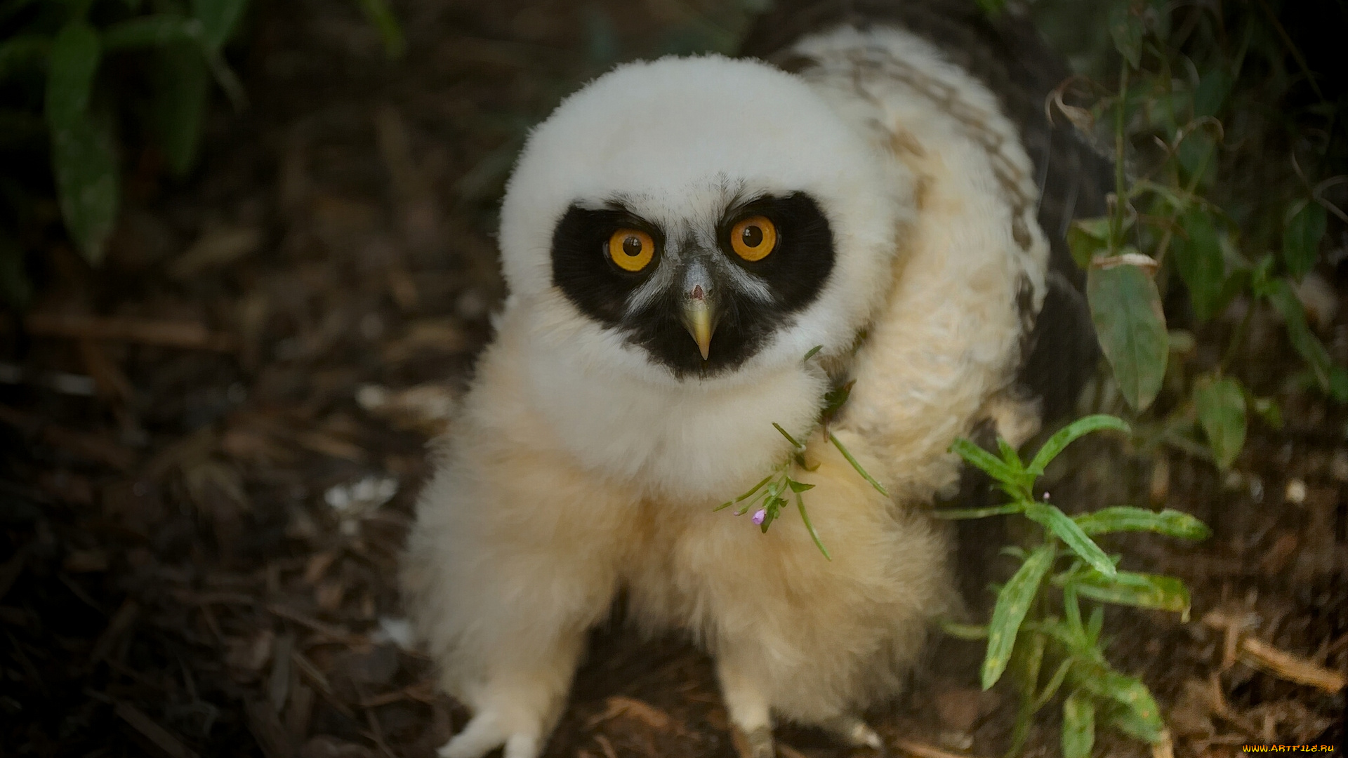 животные, совы, очковая, неотропическая, сова
