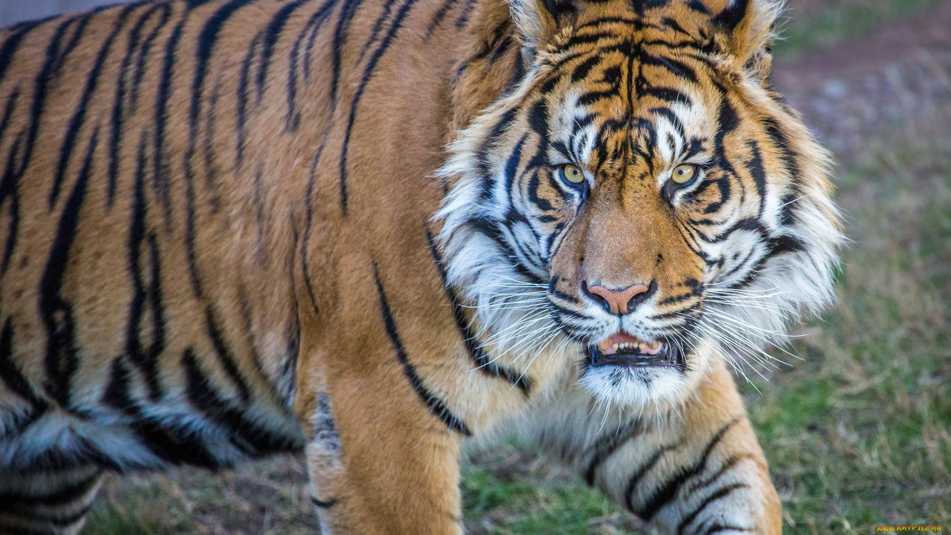 животные, тигры, морда, тигр