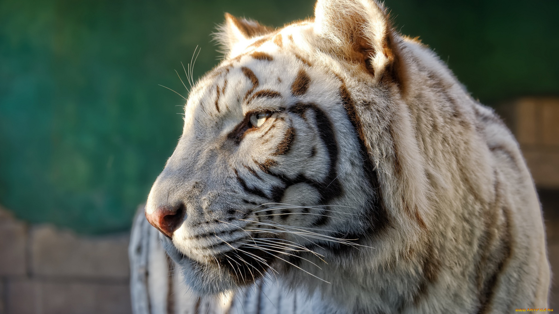 животные, тигры, профиль, морда, белый, тигр