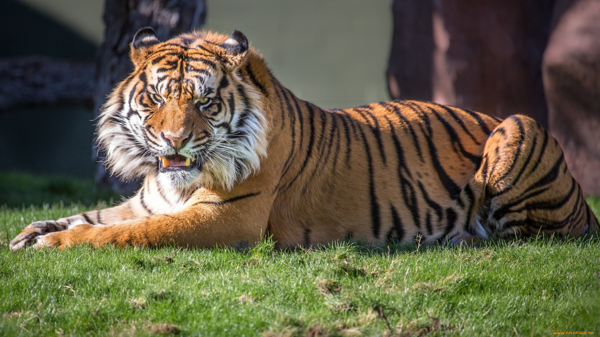 животные, тигры, тигр, клыки, оскал, трава, лежит, злой