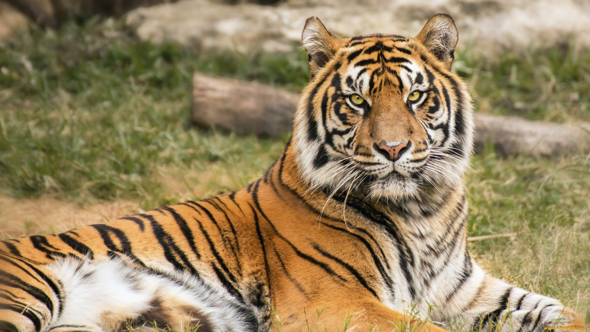 животные, тигры, тигр, морда, отдых