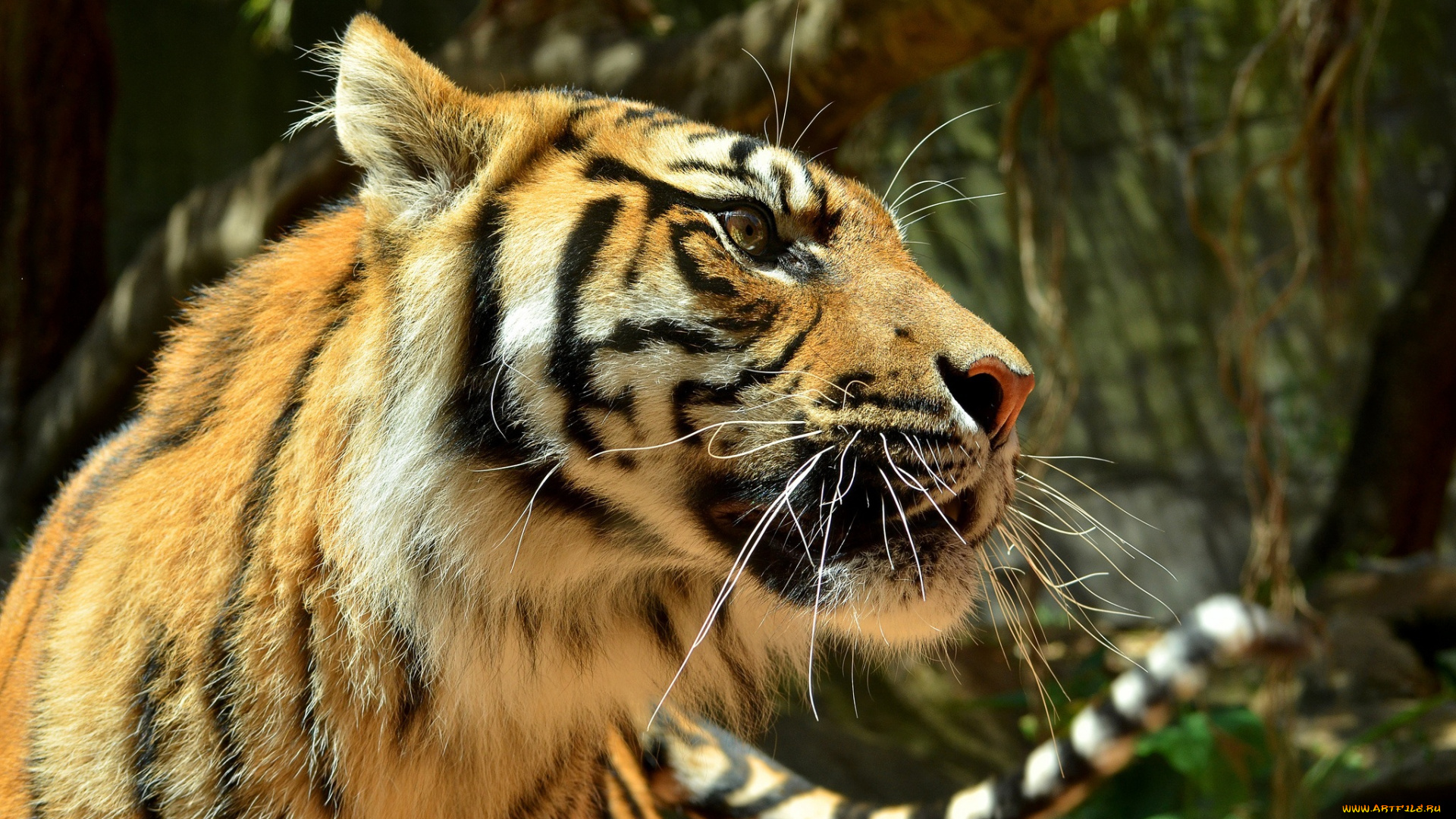 животные, тигры, тигр, морда, профиль