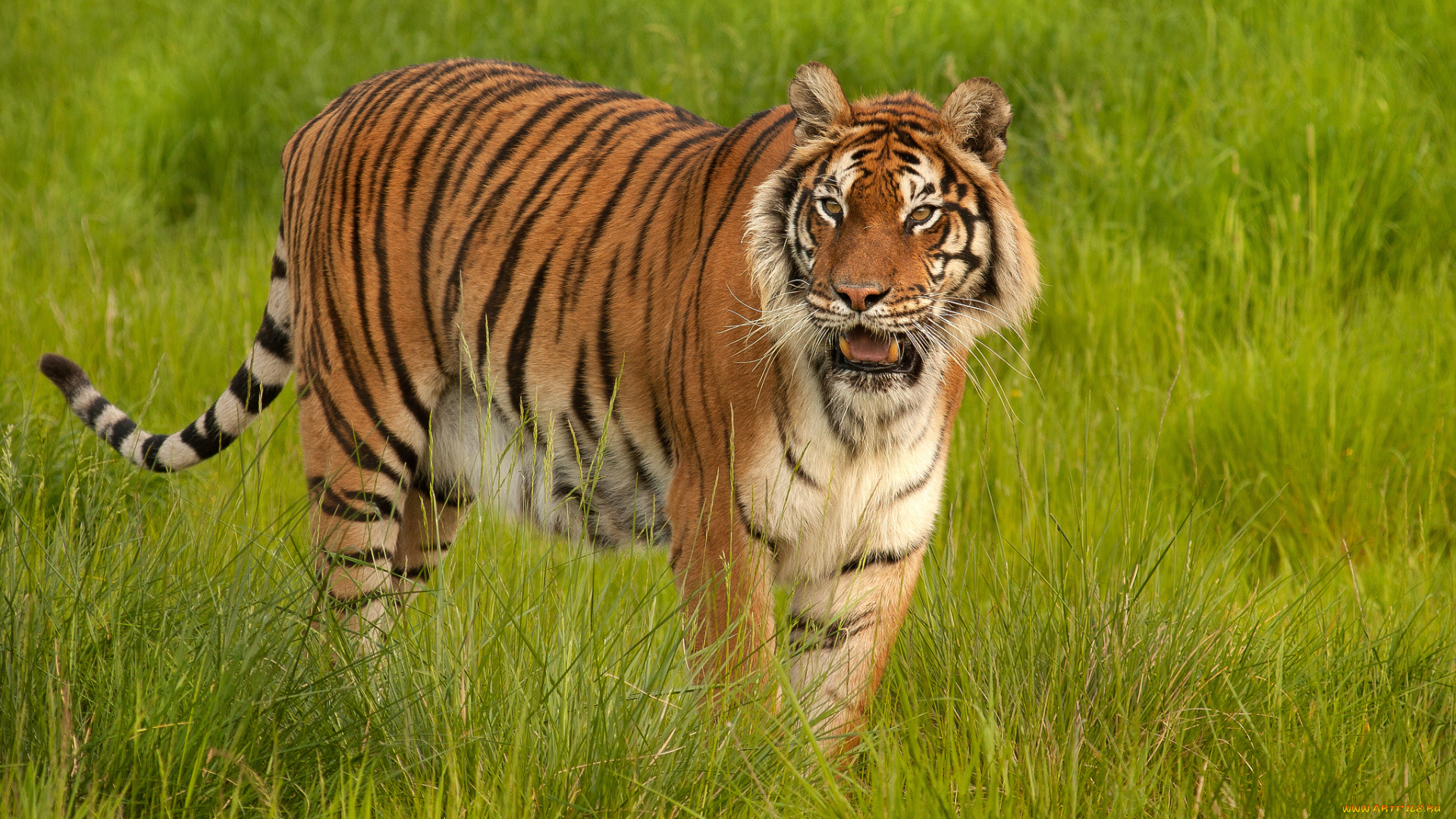 животные, тигры, трава, тигр