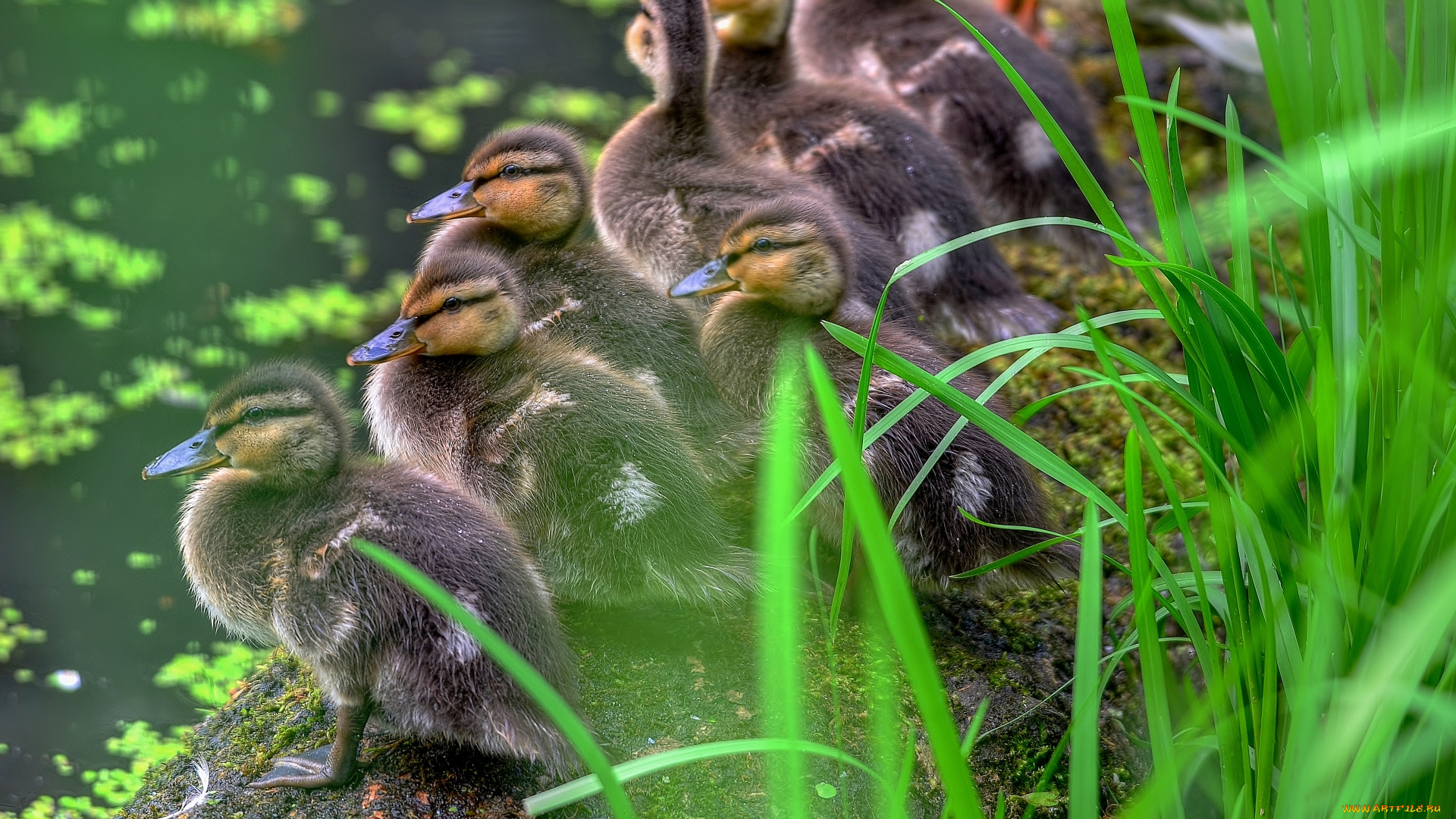 животные, утки, утята, трава, водоём