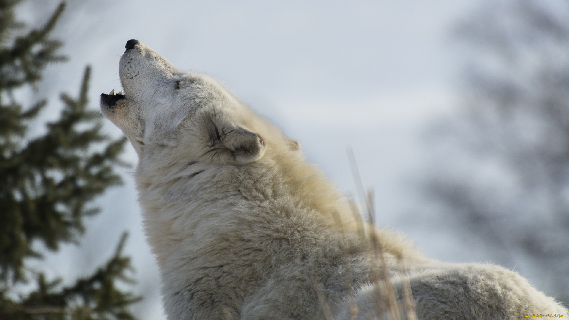 животные, волки, белый, волк, морда, вой
