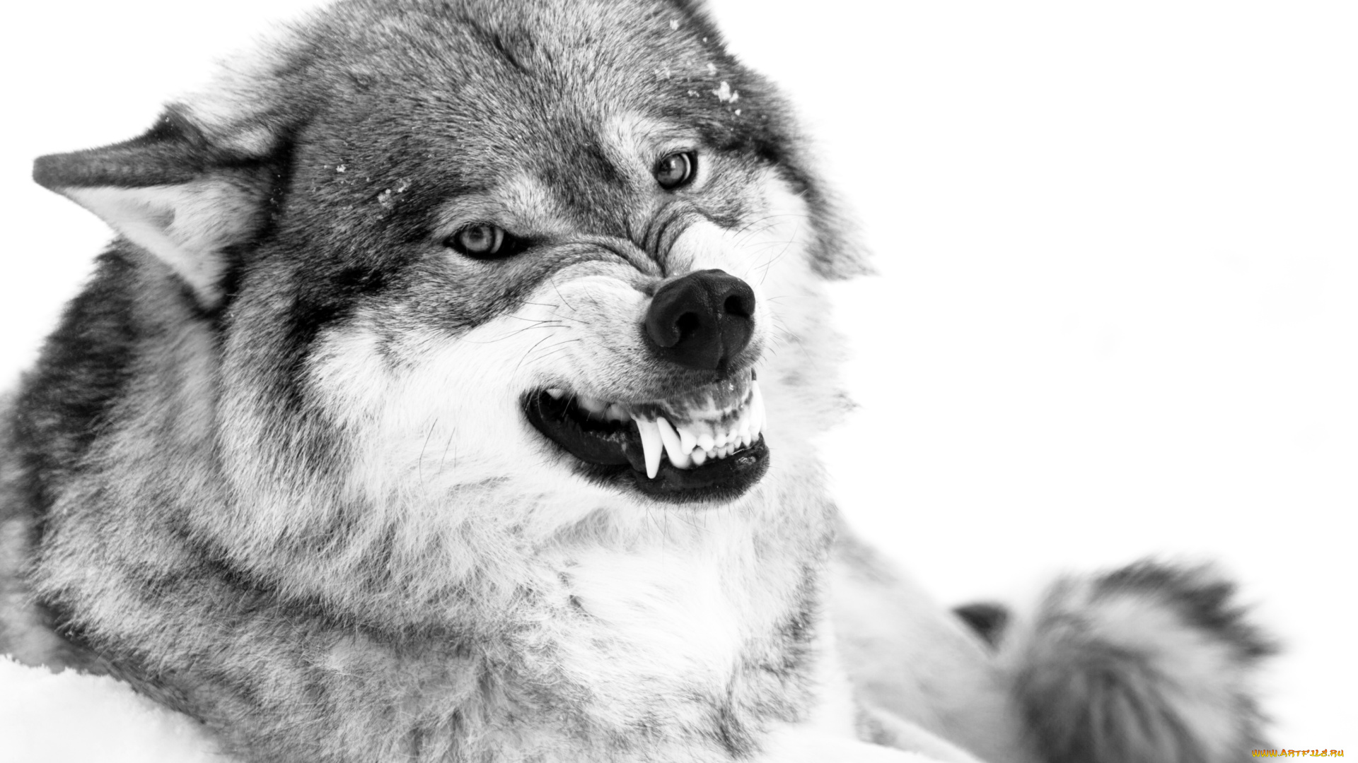 животные, волки, оскал