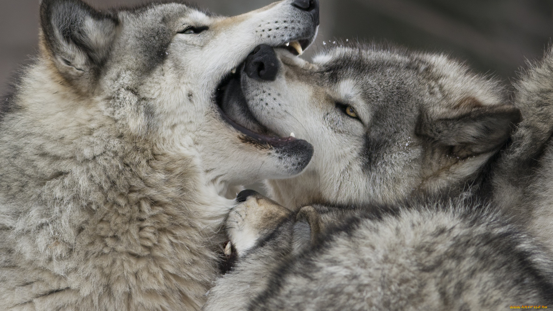 животные, волки, стая, хищники