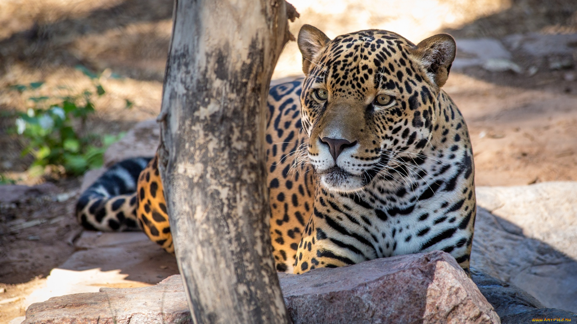 животные, Ягуары, лежит, отдых, морда, ягуар