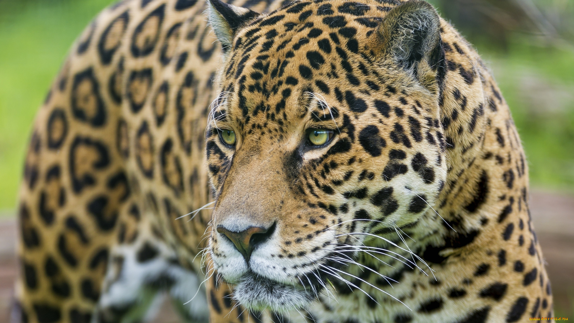 животные, Ягуары, морда, ягуар