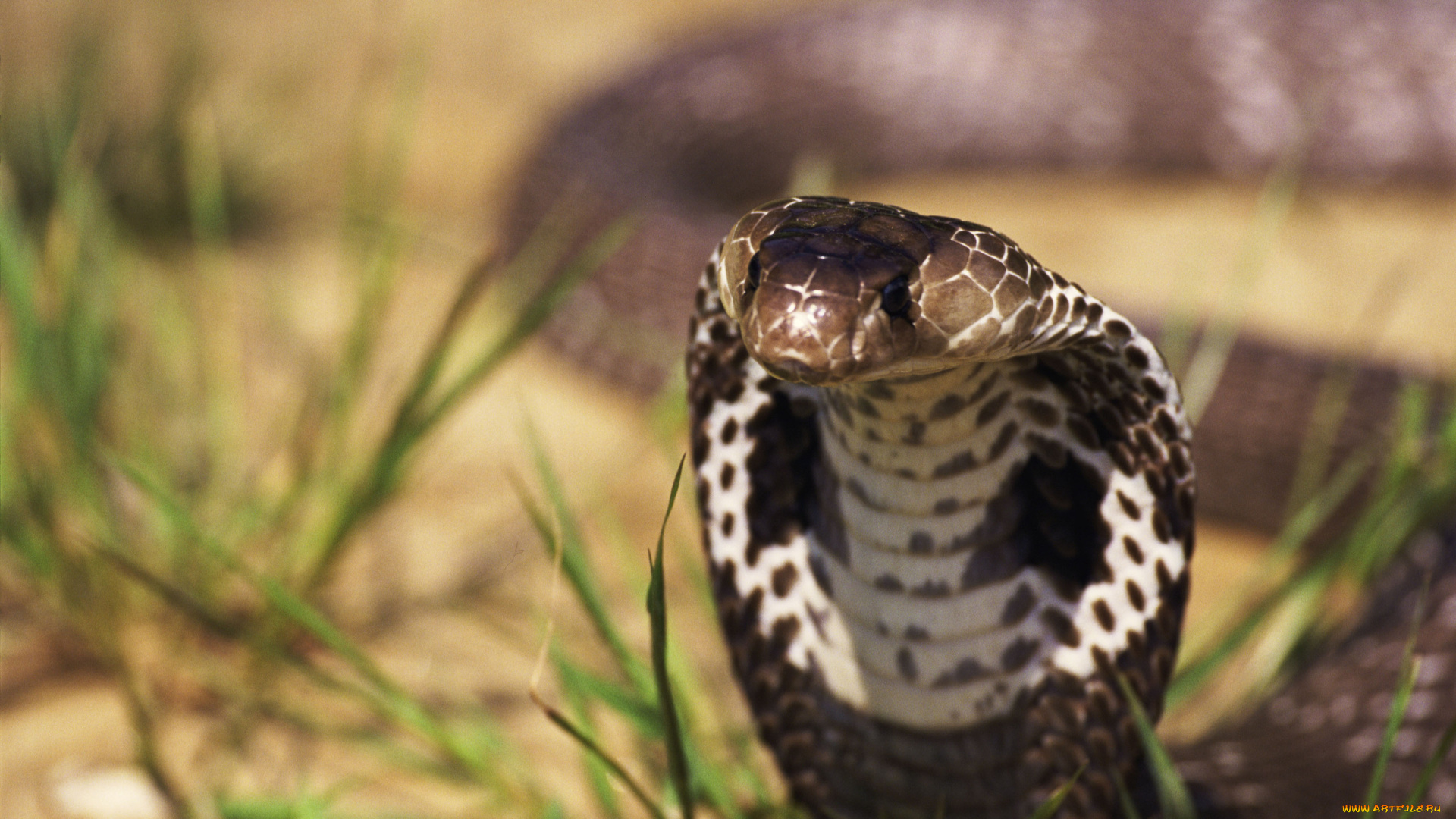 животные, змеи, , питоны, , кобры, рептилии