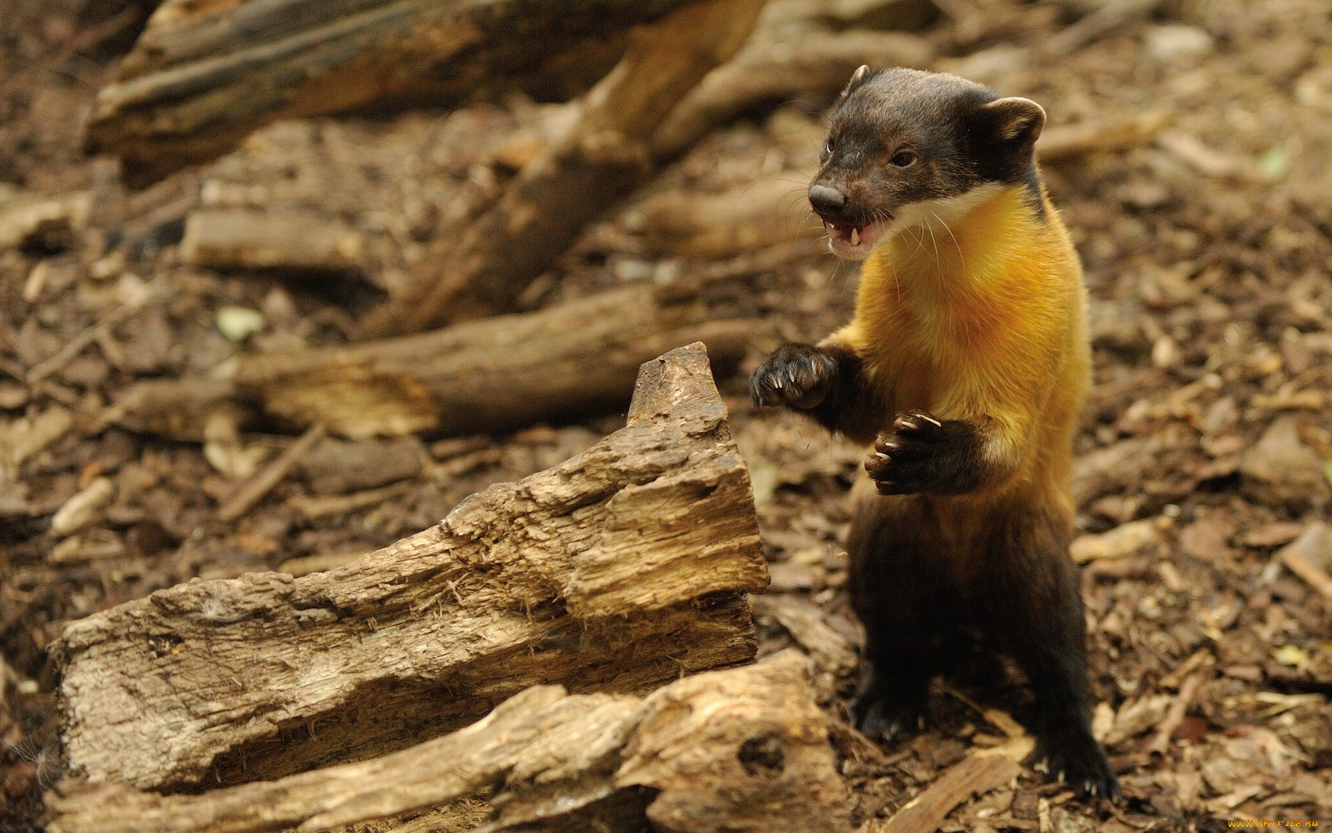 животные, хорьки, , ласки, , соболи, , горностаи, , куницы, уссурийская, куница, желтогрудая, харза, злюка