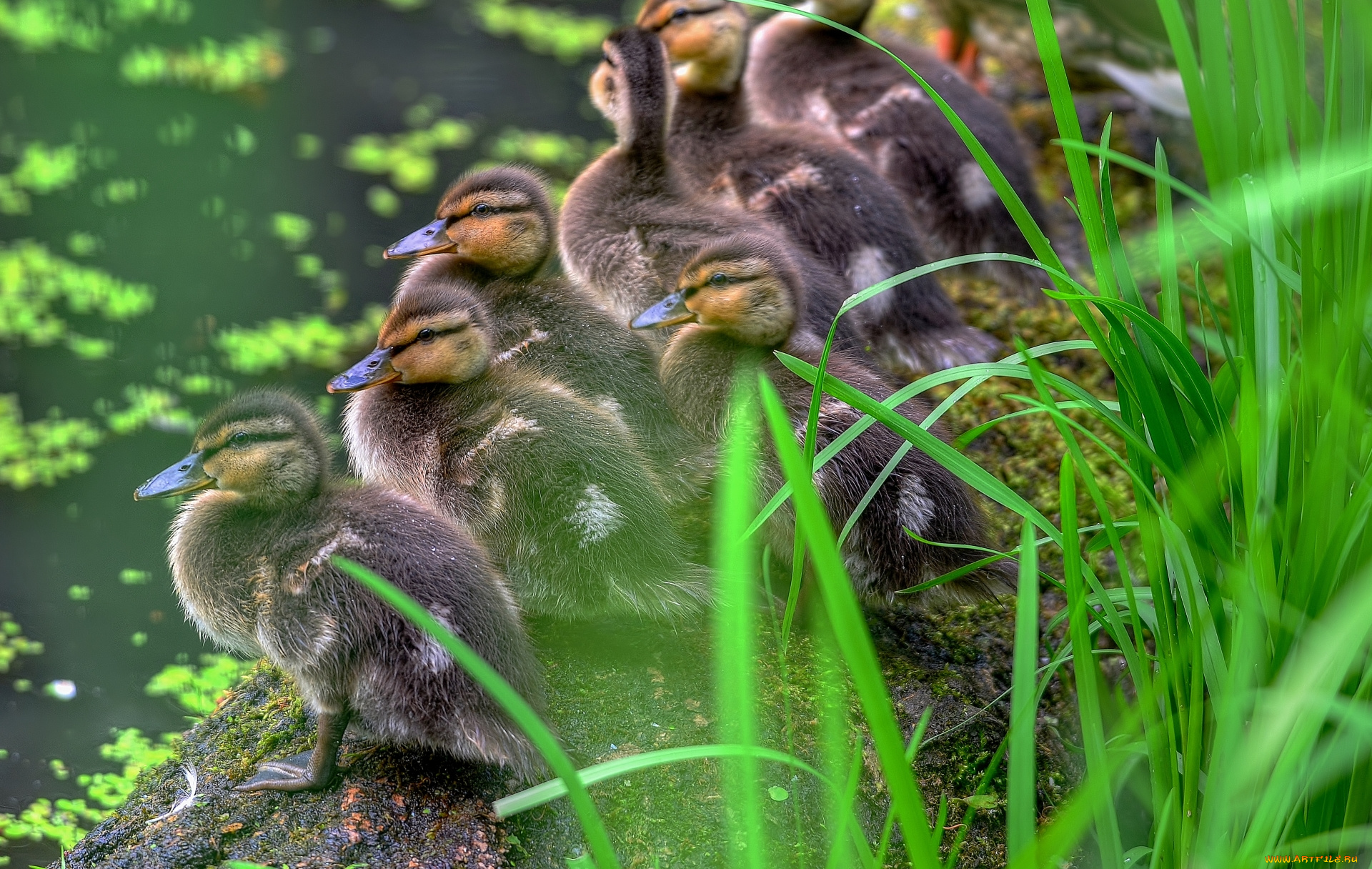 животные, утки, утята, трава, водоём